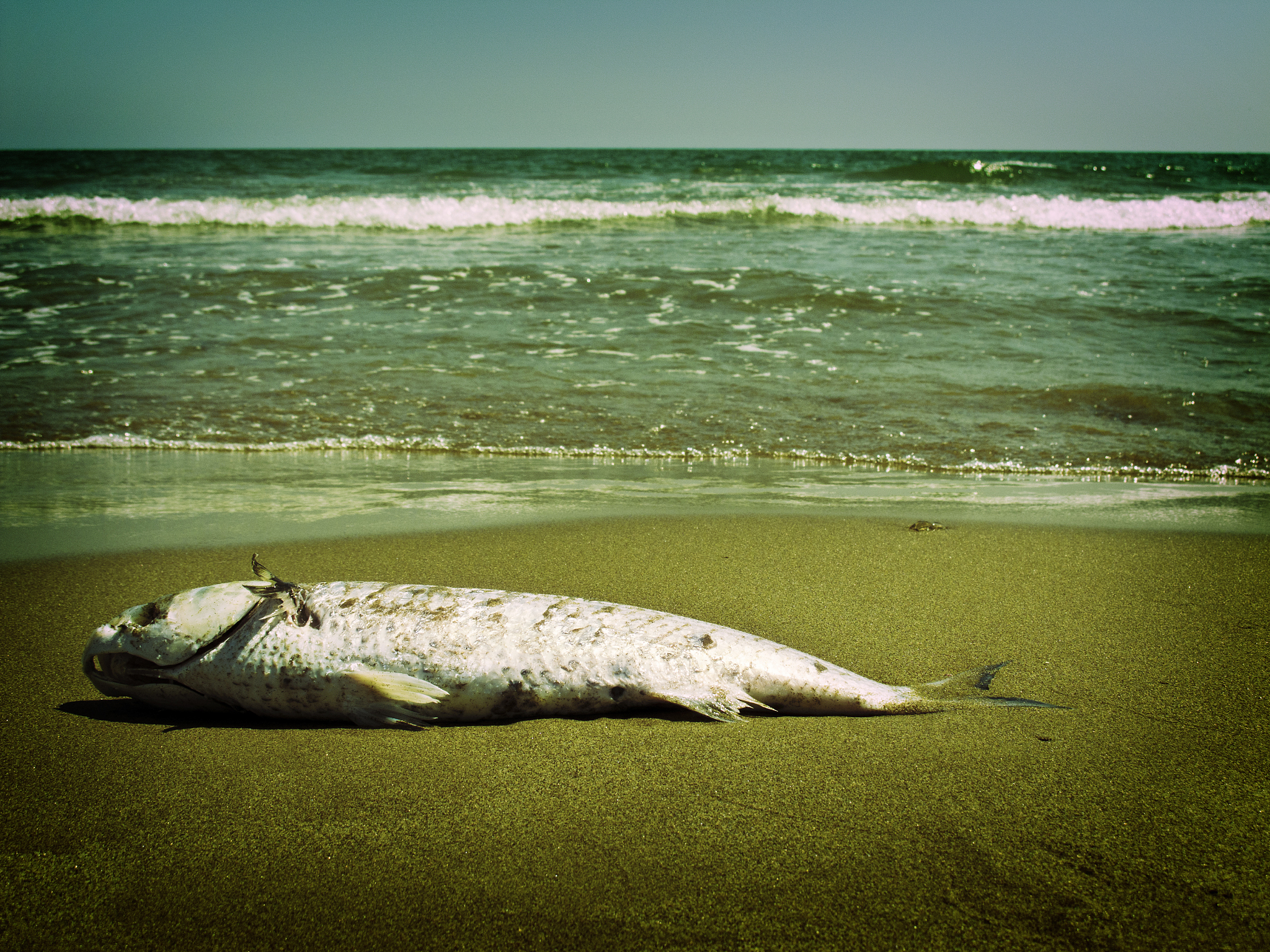 鲑鱼洄游：揭秘1000字以上的迁徙之旅