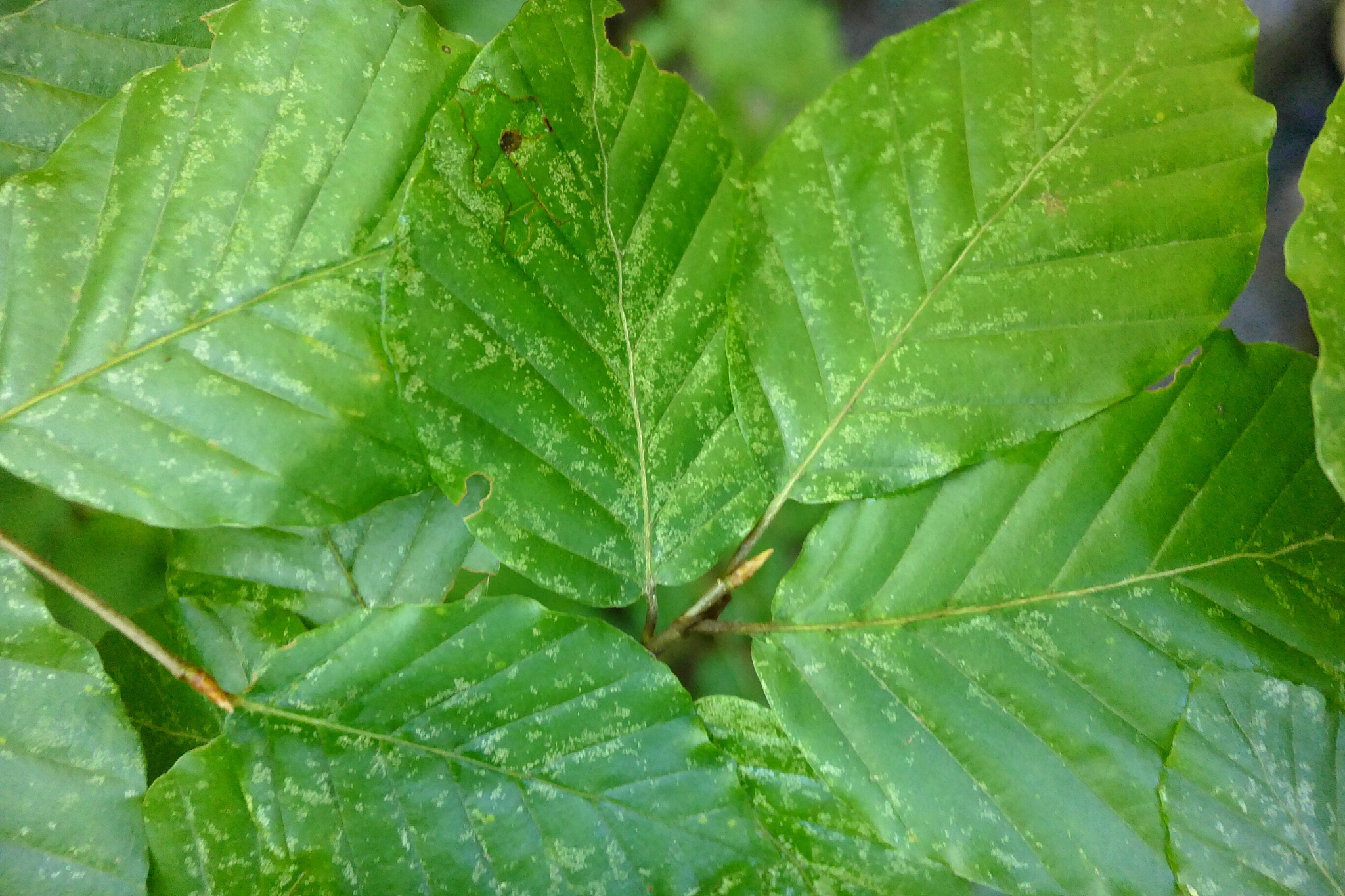 full frame shot of fresh green plant
