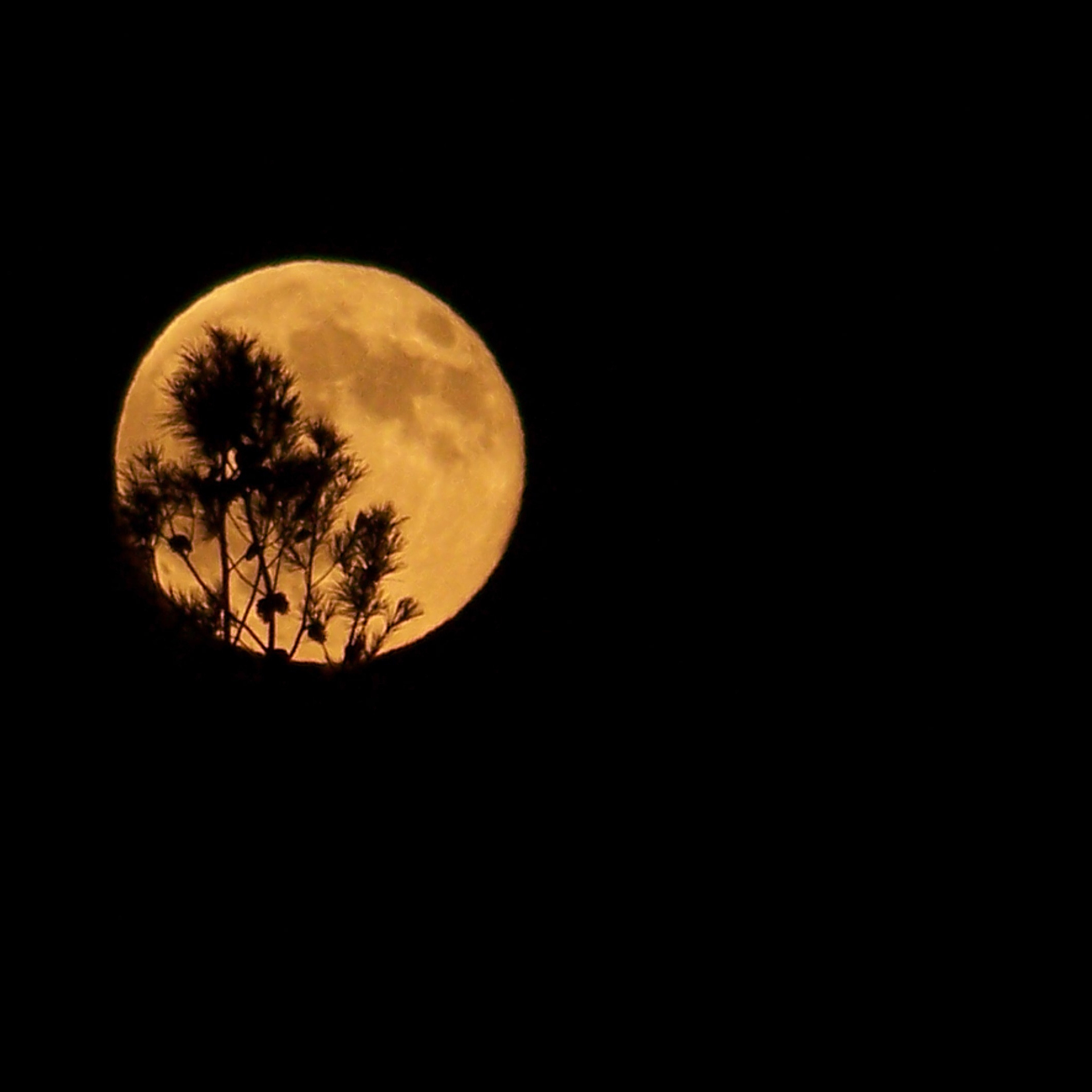 《怀古望月》 (The Moonlit Night) - 中英对照 | Li Bai's Classic Poem