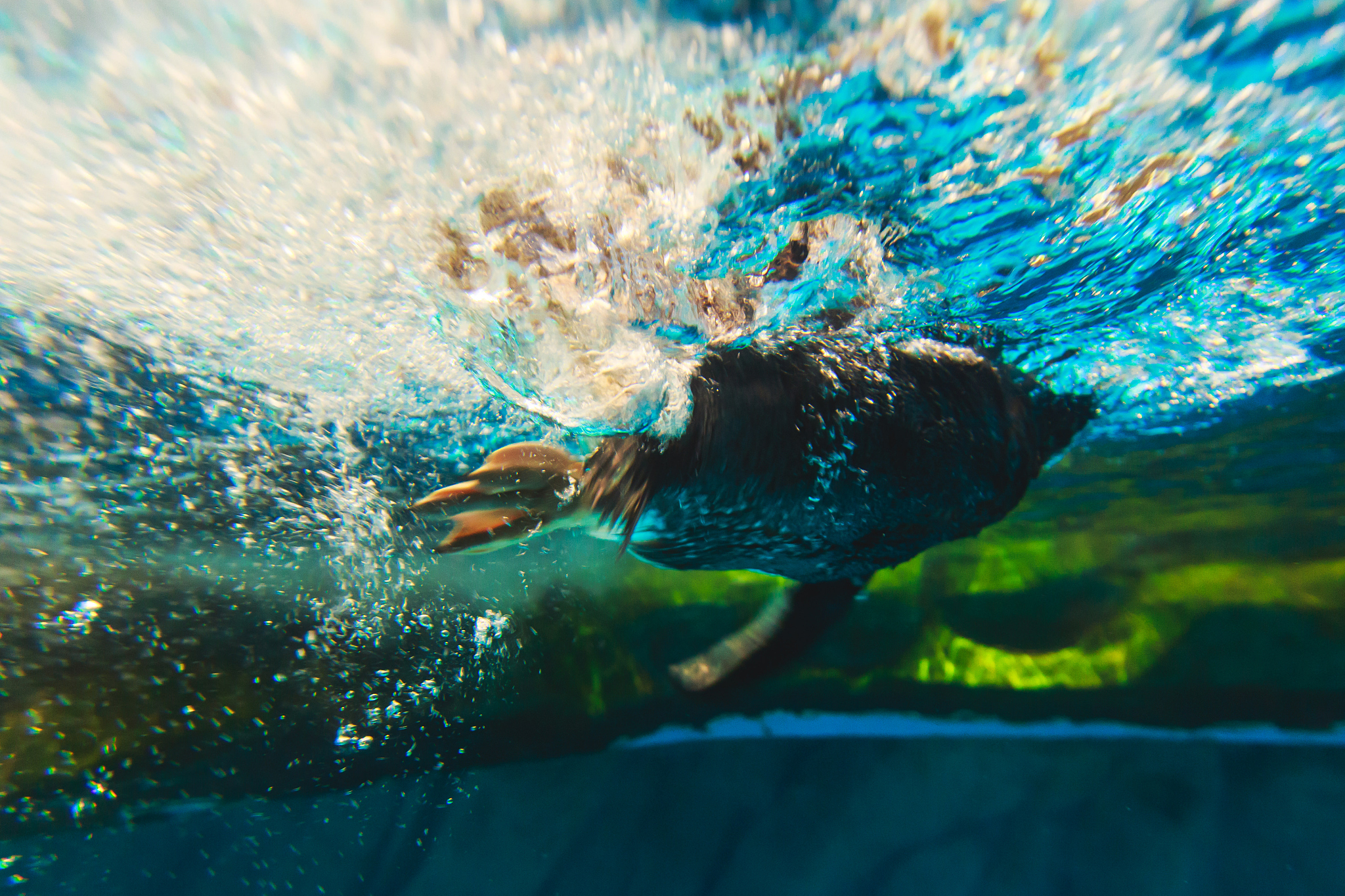 cute penguin swims in blue water with a big splash