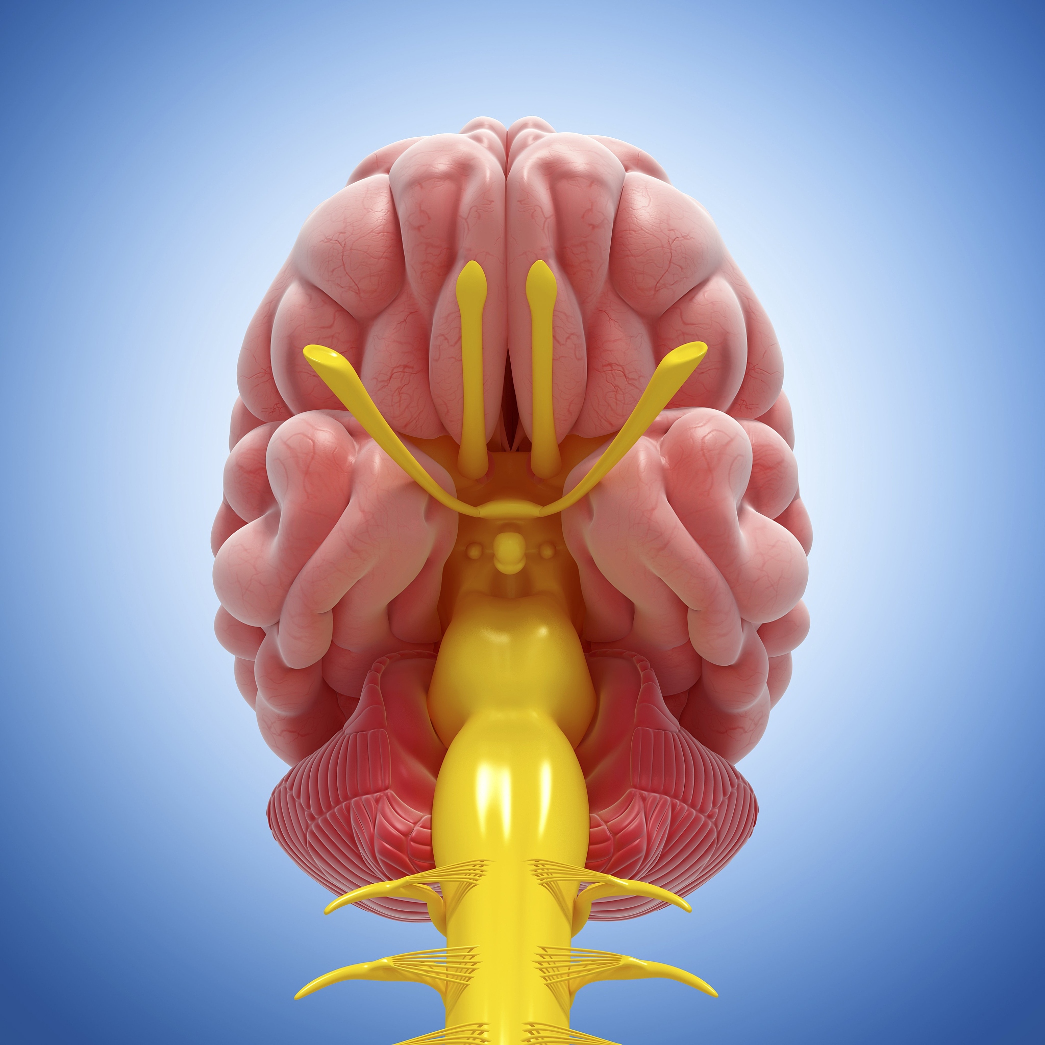 探索人体奥秘：小脑模型展览介绍