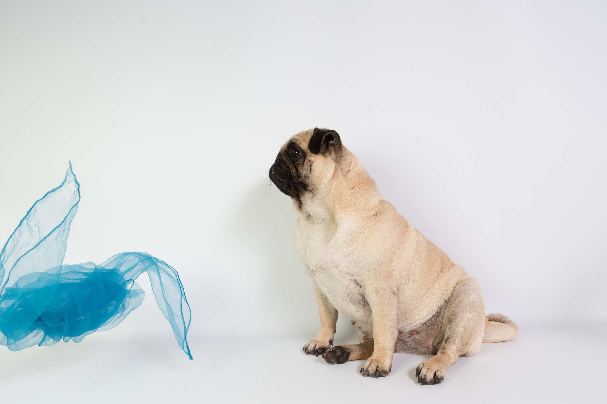 牙医笑话：糖果吃太多，耳朵得糖尿病？