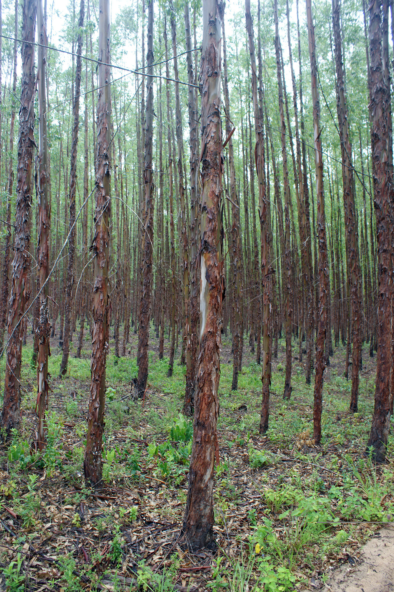 桉树广9和广29区别