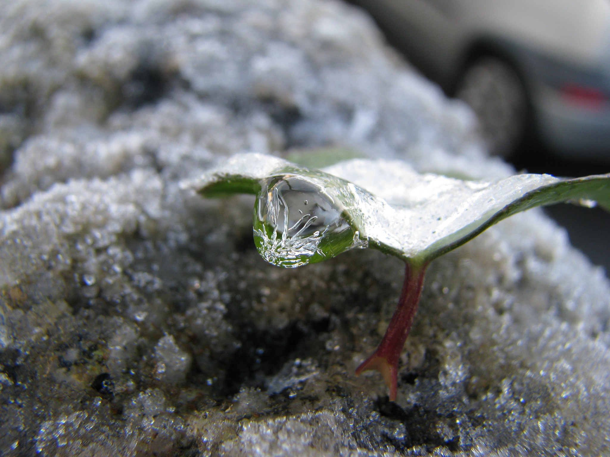 Macro Photography Success: Capturing Rain-Inspired Beauty