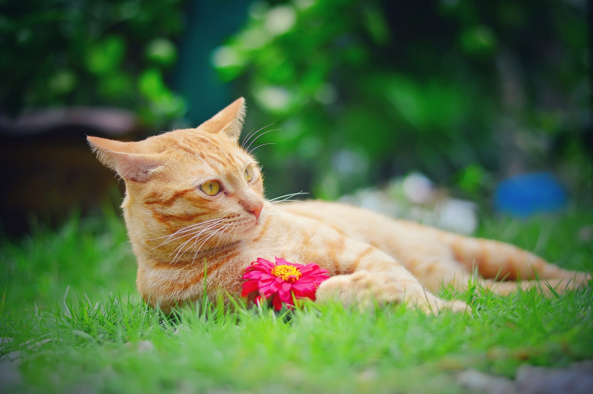 可爱的猫咪在阳光下悠闲地享受自然