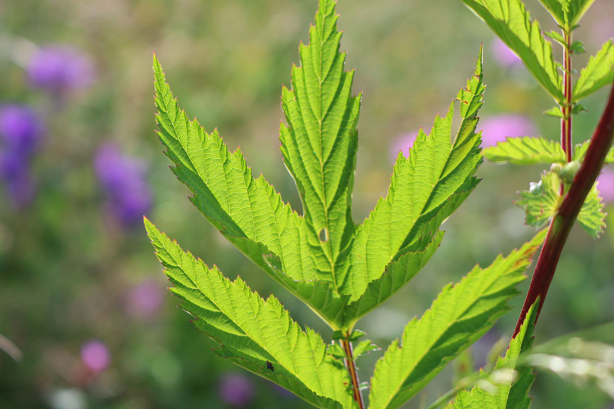 圣约翰草提取物的作用原理