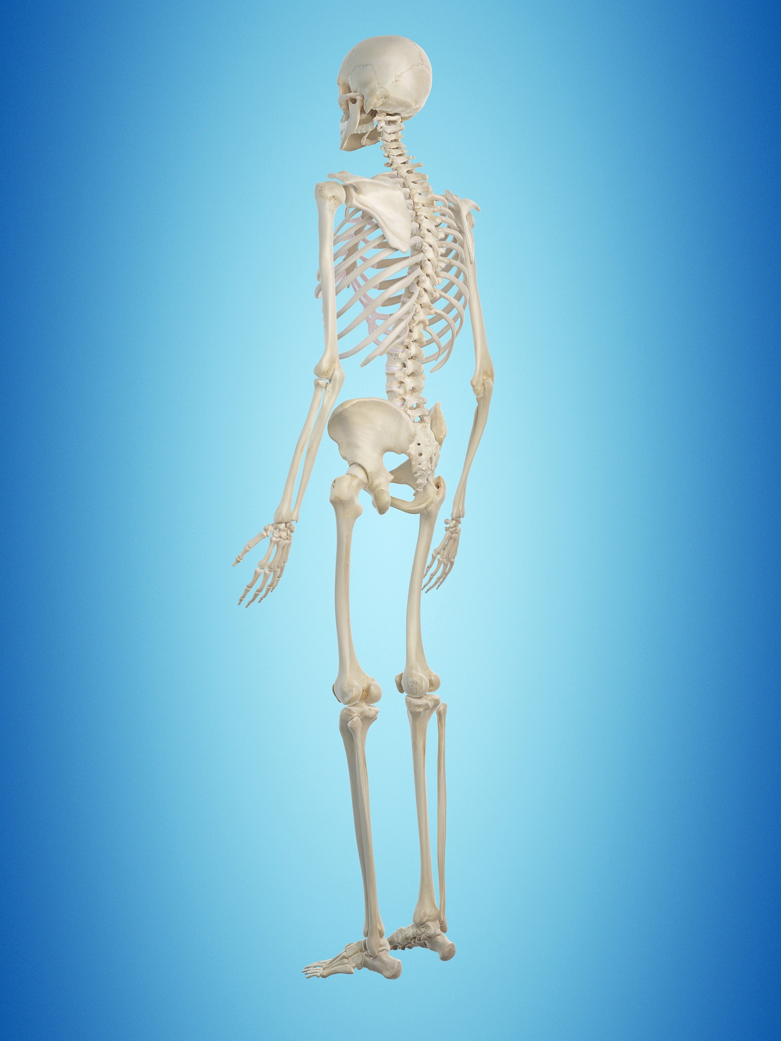 艺用解刨每日小结100字