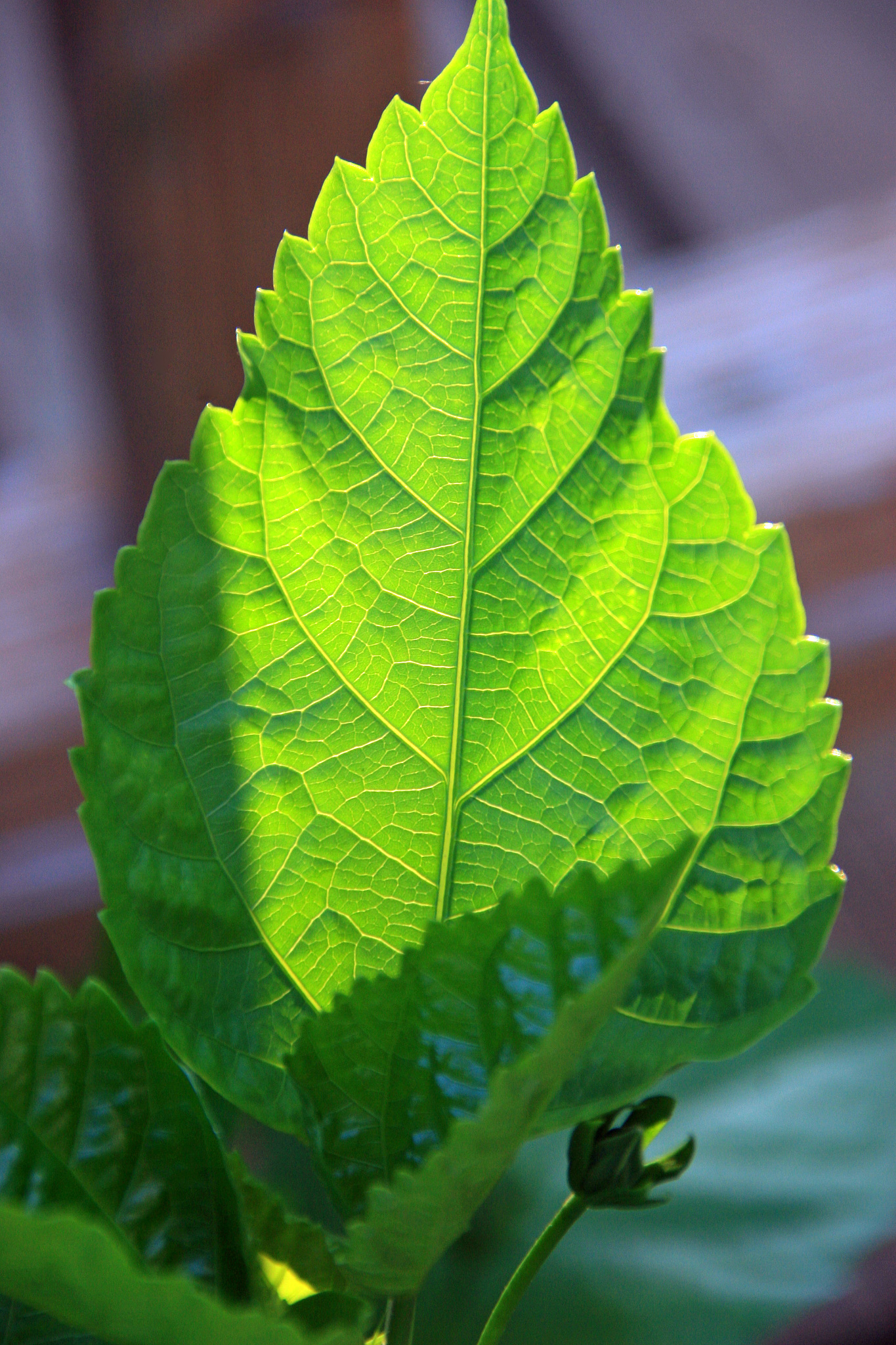 single green leaf standing straight up 3/4 sunlight 1/4 shade vi