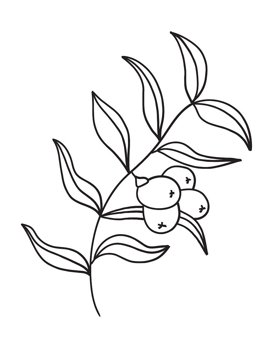 福能源石榴沙棘钙：功效、服用、购买、常见问题解答