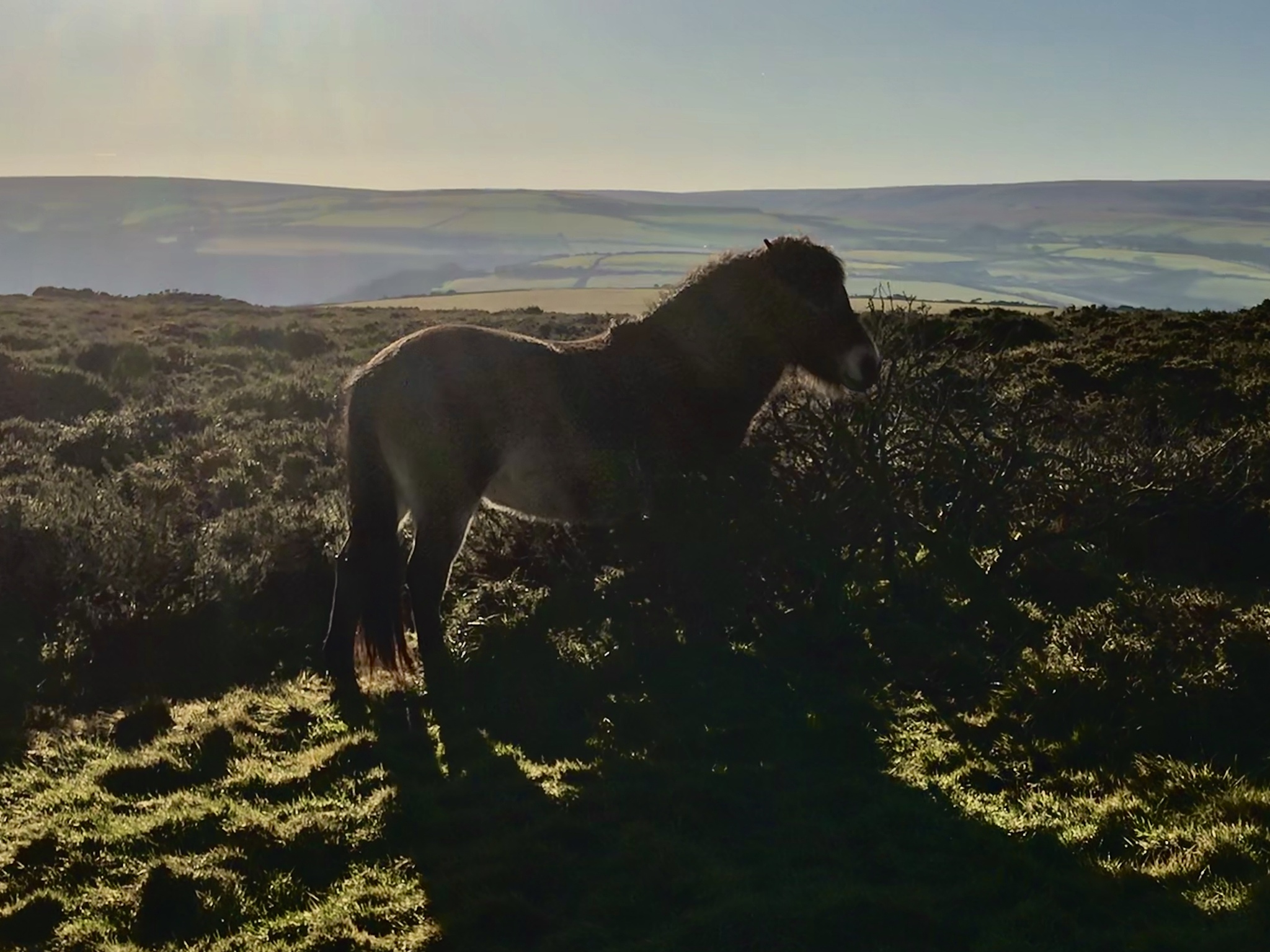 Sungai Kuda Nil: Spesies Kuda Nil yang Terancam Punah