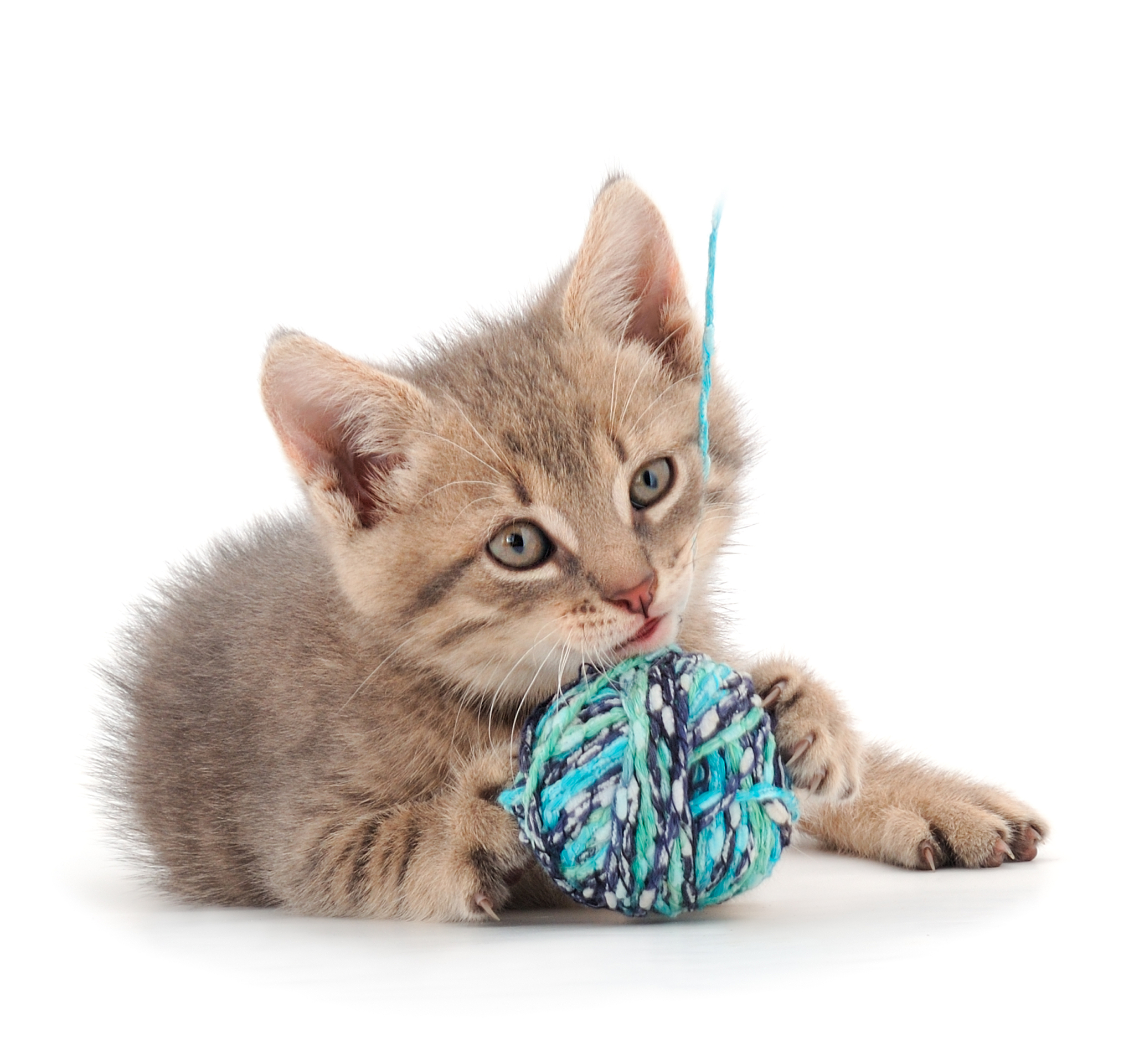 猫咪年龄计算：去年端午节出生的猫现在多大？