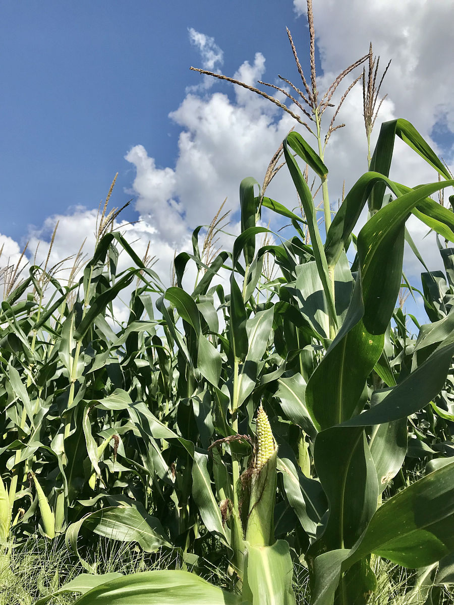 玉米高密度栽培的研究进展