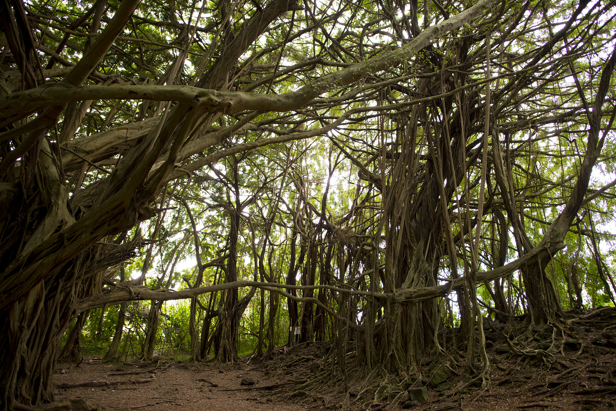丧尸之爱：丈夫解救妻儿，共赴未知未来