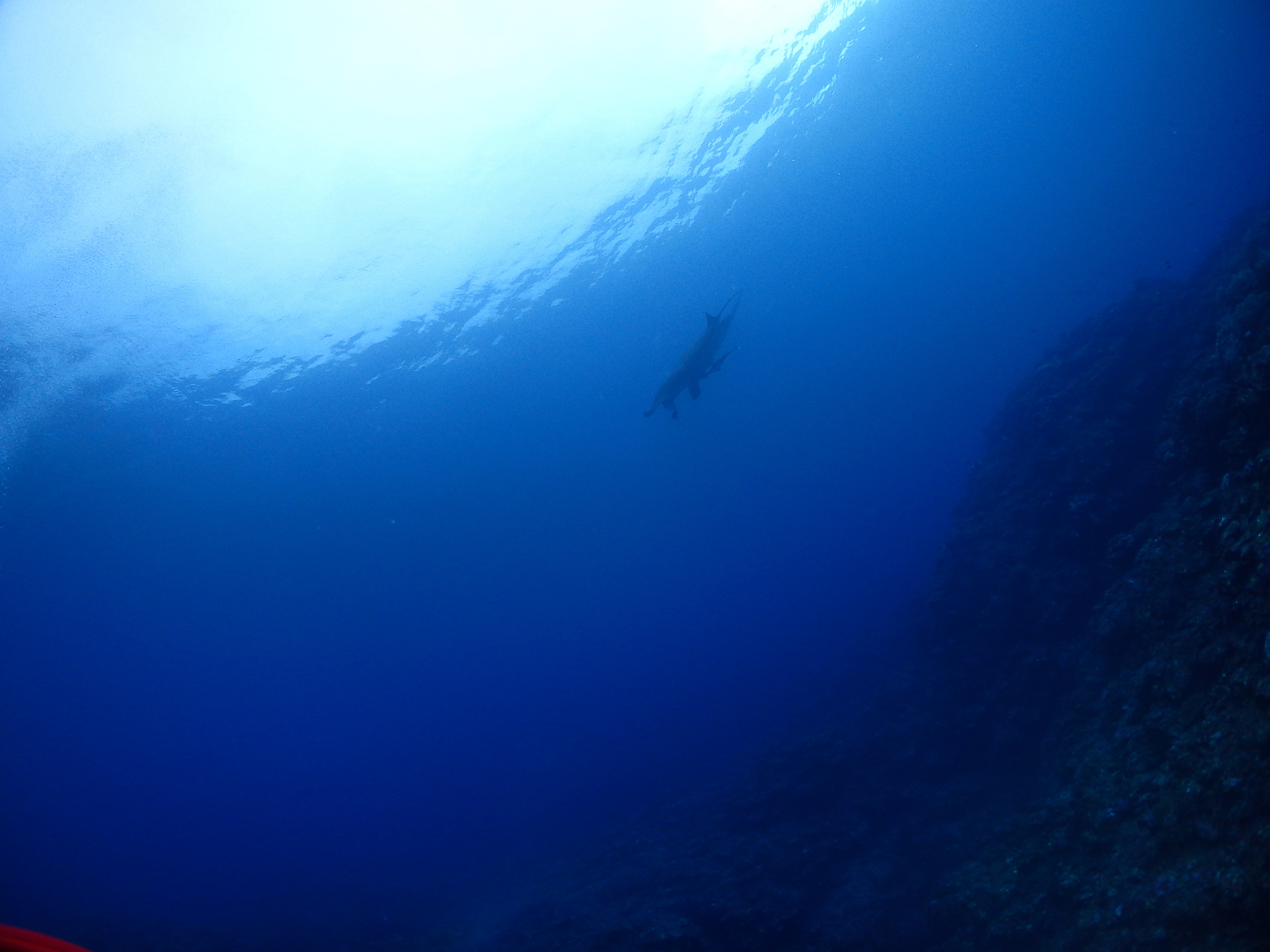 manta ray