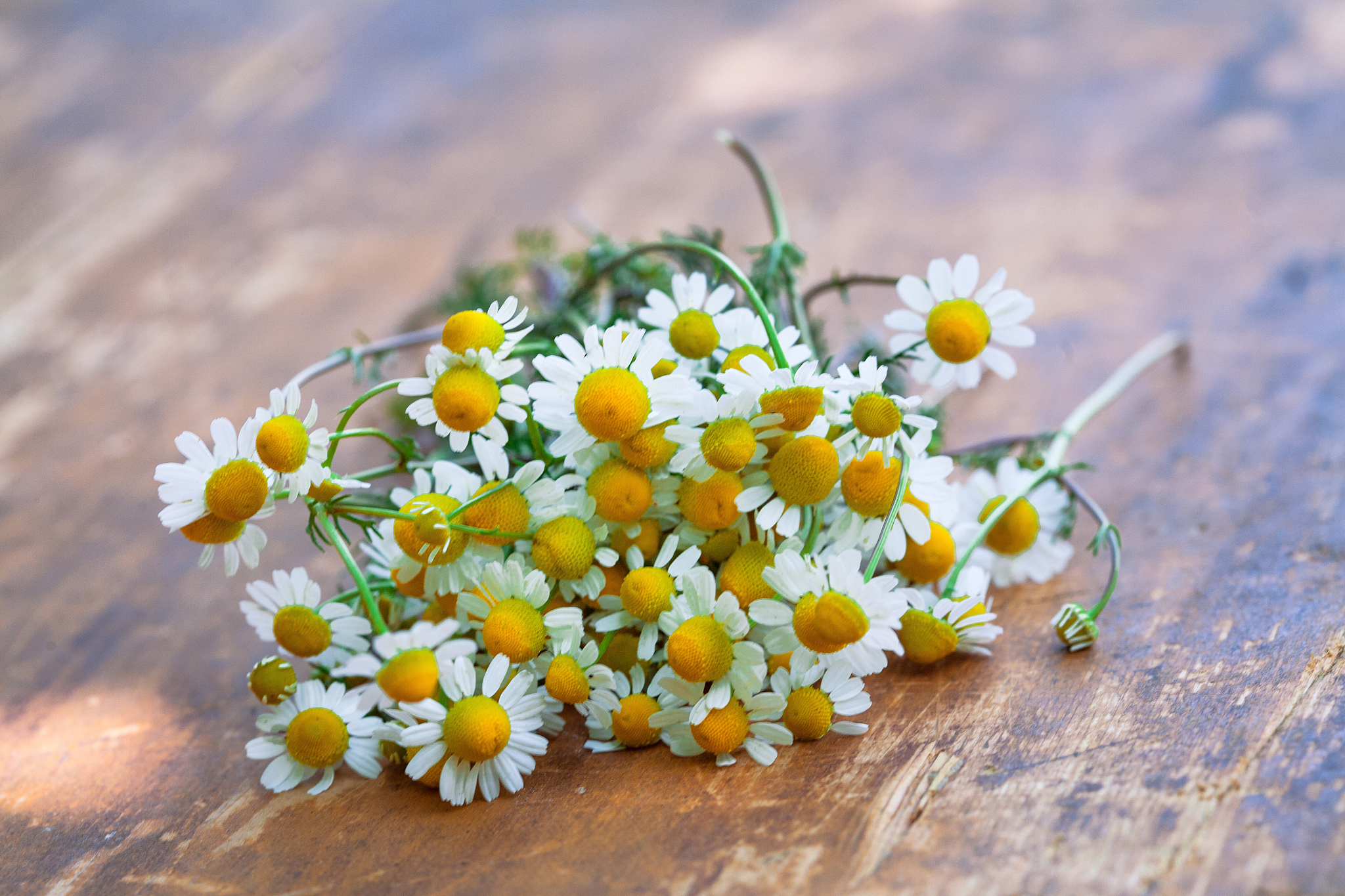 chamomile flowers