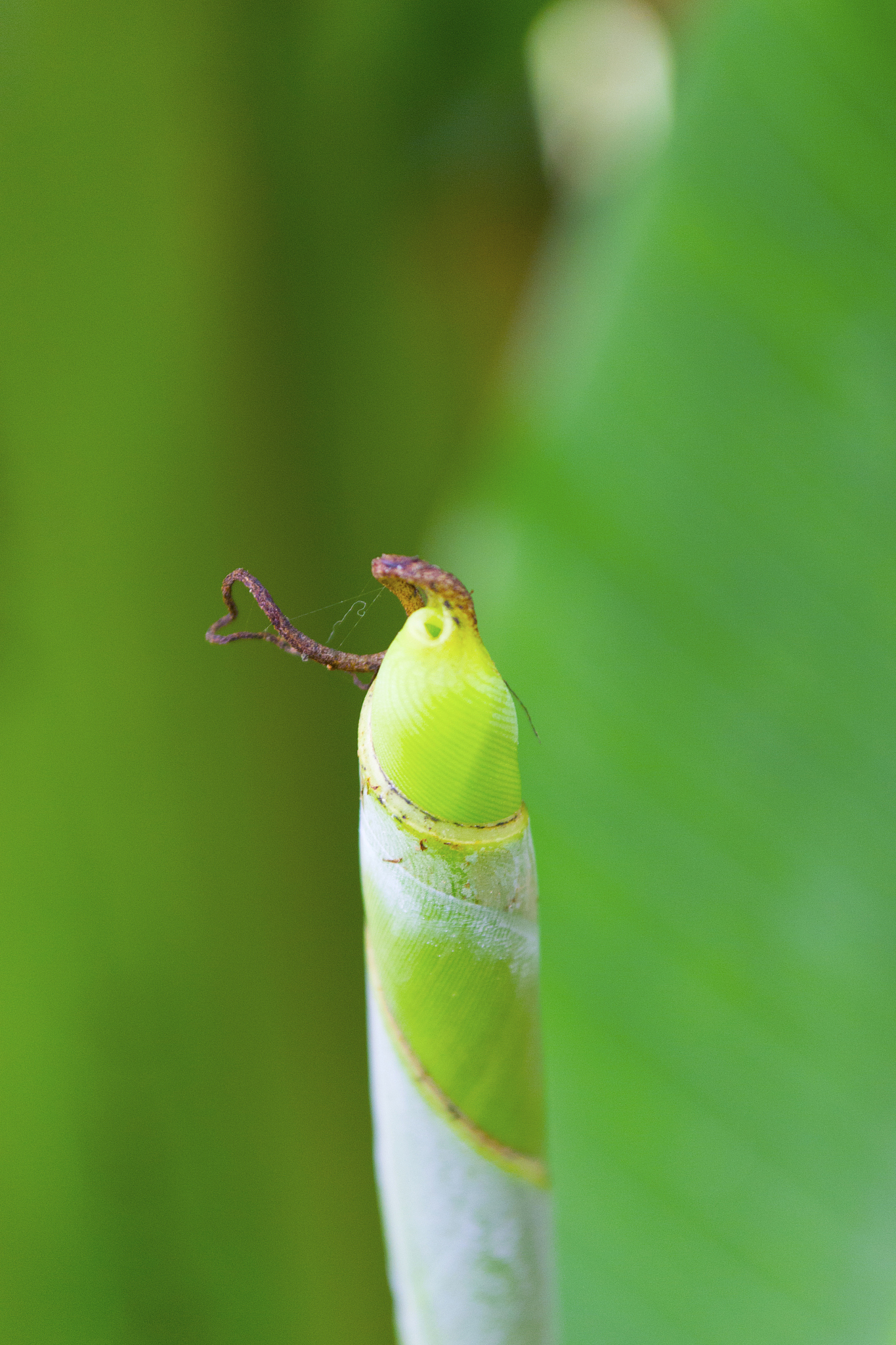 leaf of banana