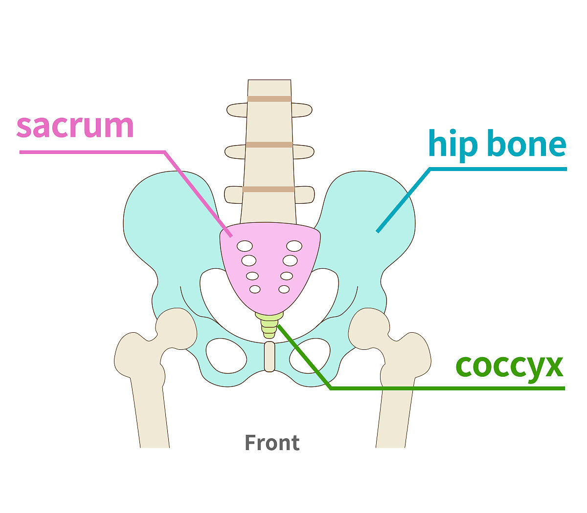 人体骨骼：骨盆髋关节结构与功能详解