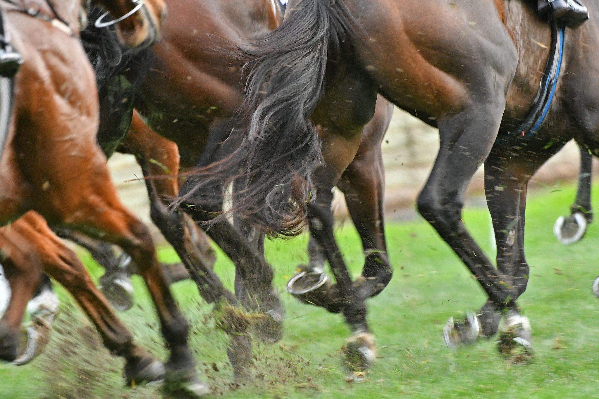 horse racing action