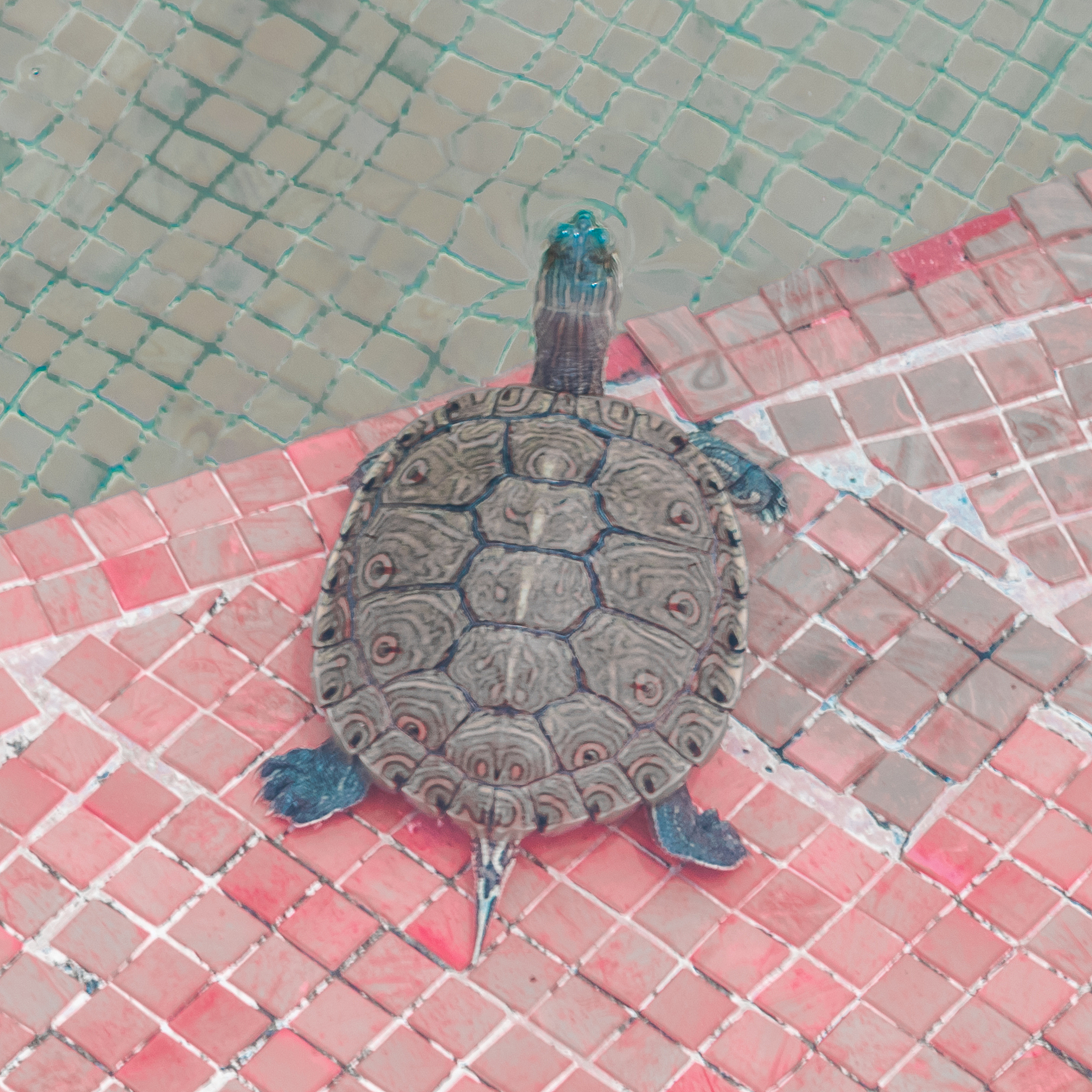 turtle in a pond