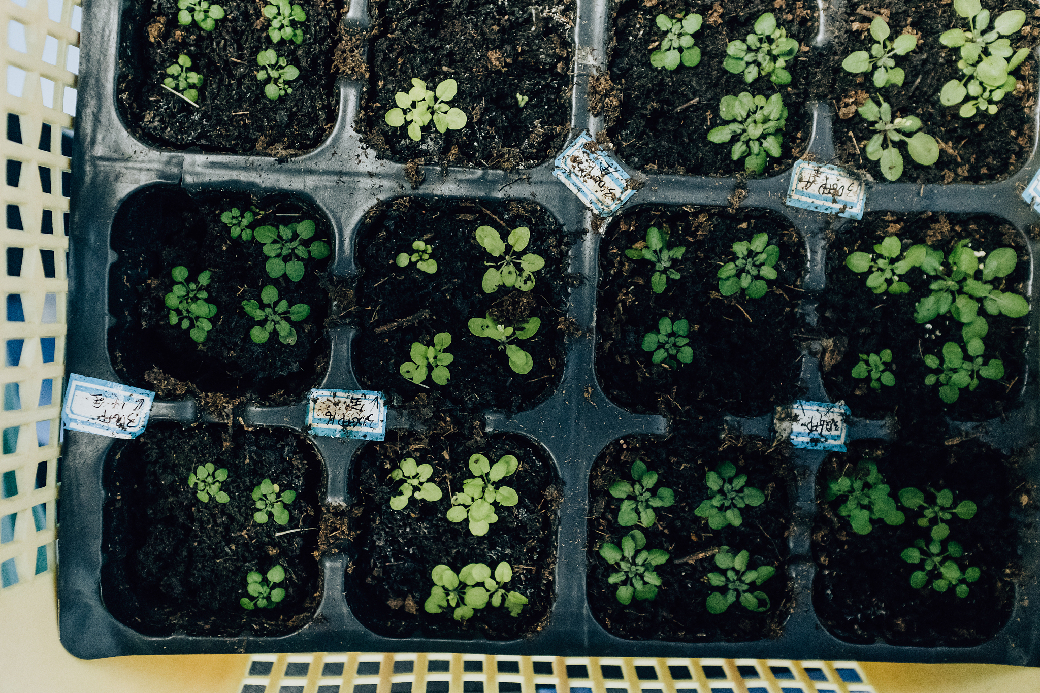 植物形态发生的影响因素