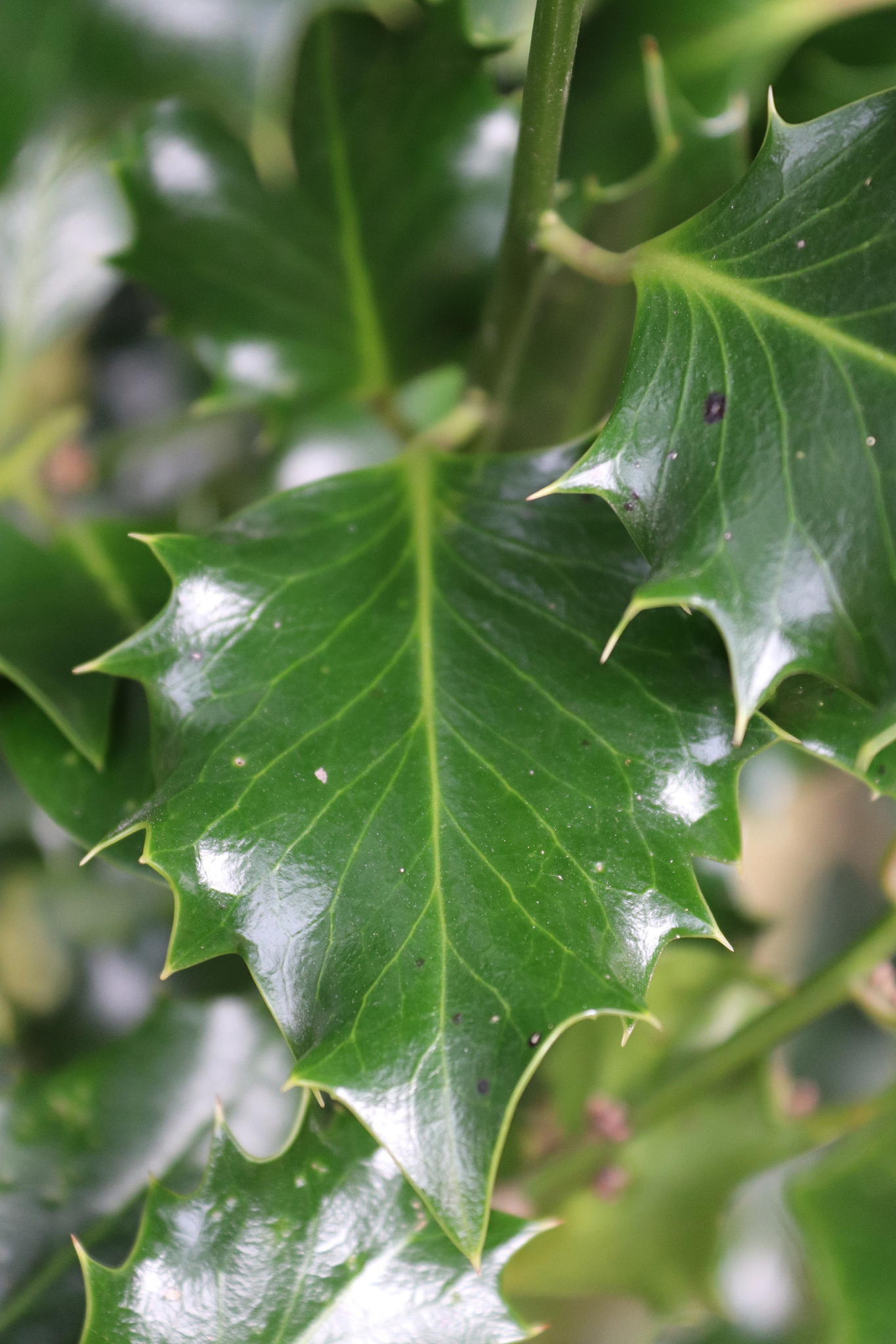 early spring vegetation