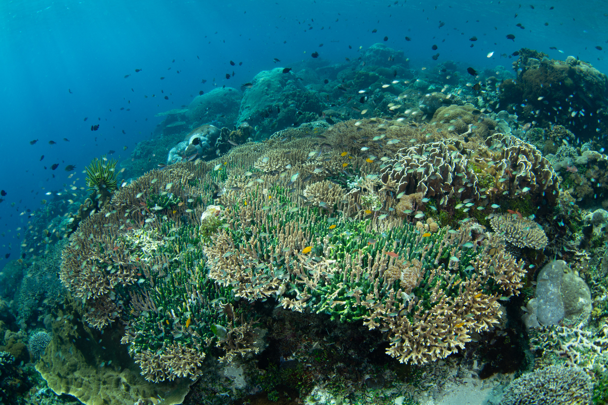 生物礁在海洋生态系统平衡如何发挥巨大作用