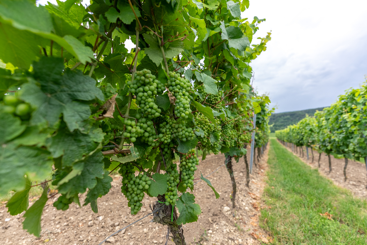 葡萄糖分高吗？哪个季节吃最好？
