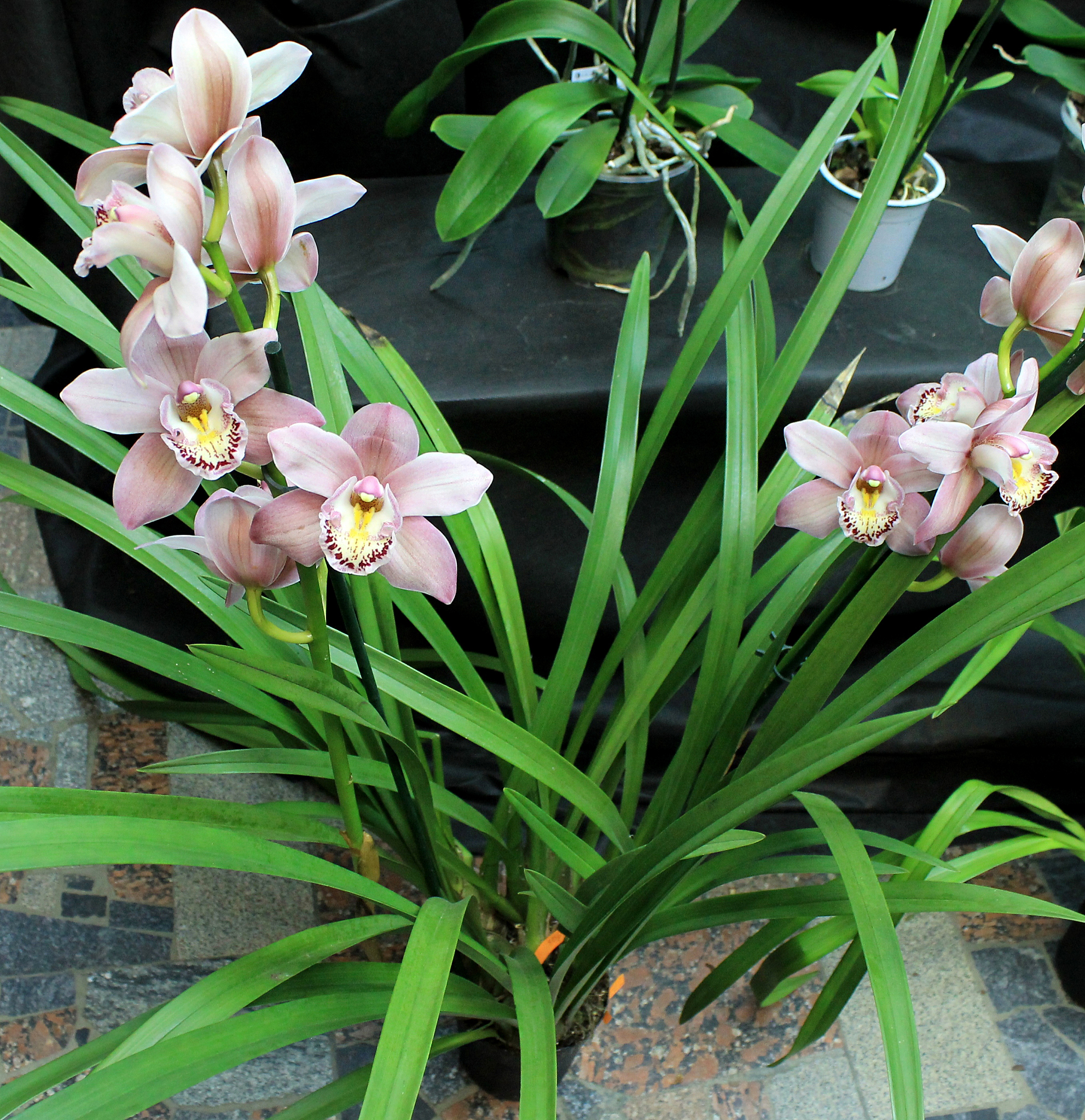 orchids flowers of rare varieties