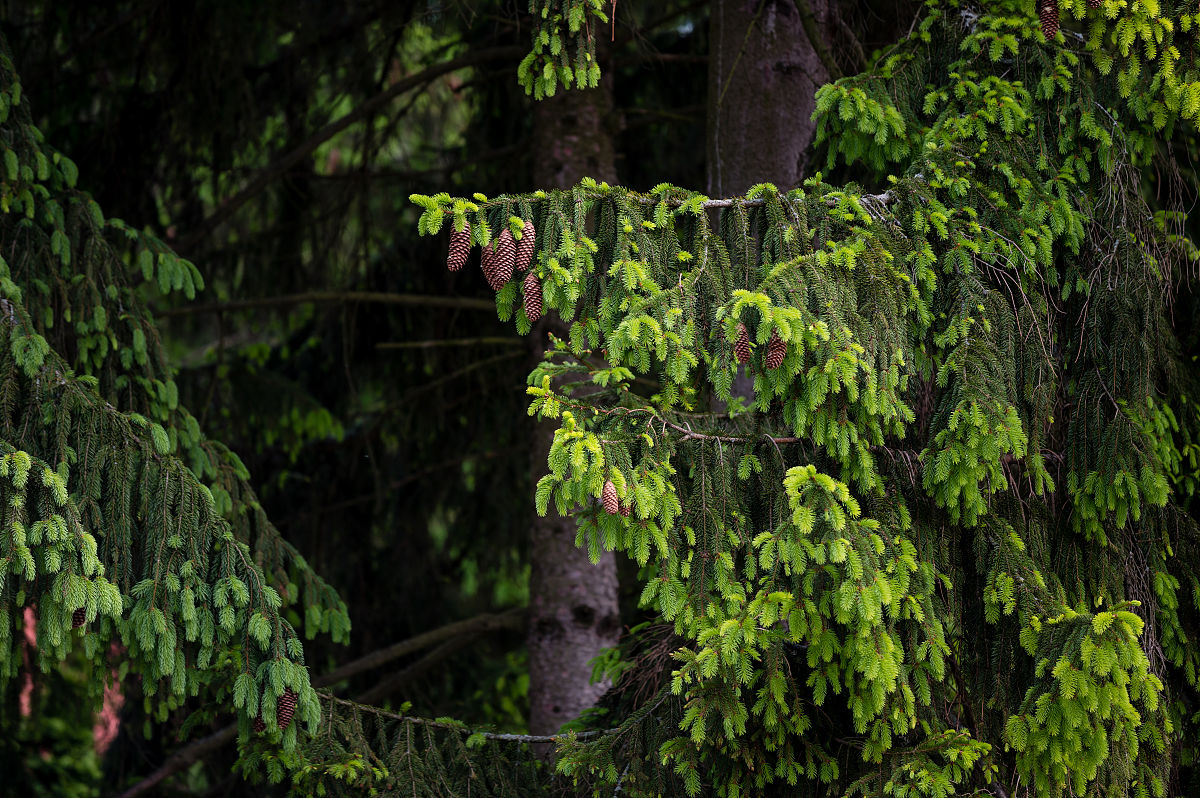 美国20年代消费主义兴起：资本主义特征与社会影响