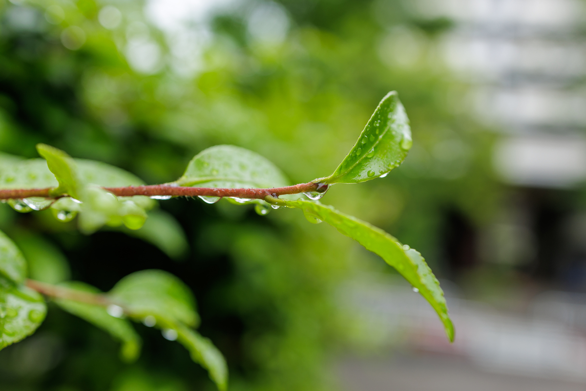 春雨的特点：细腻柔和，润物无声，清新怡人