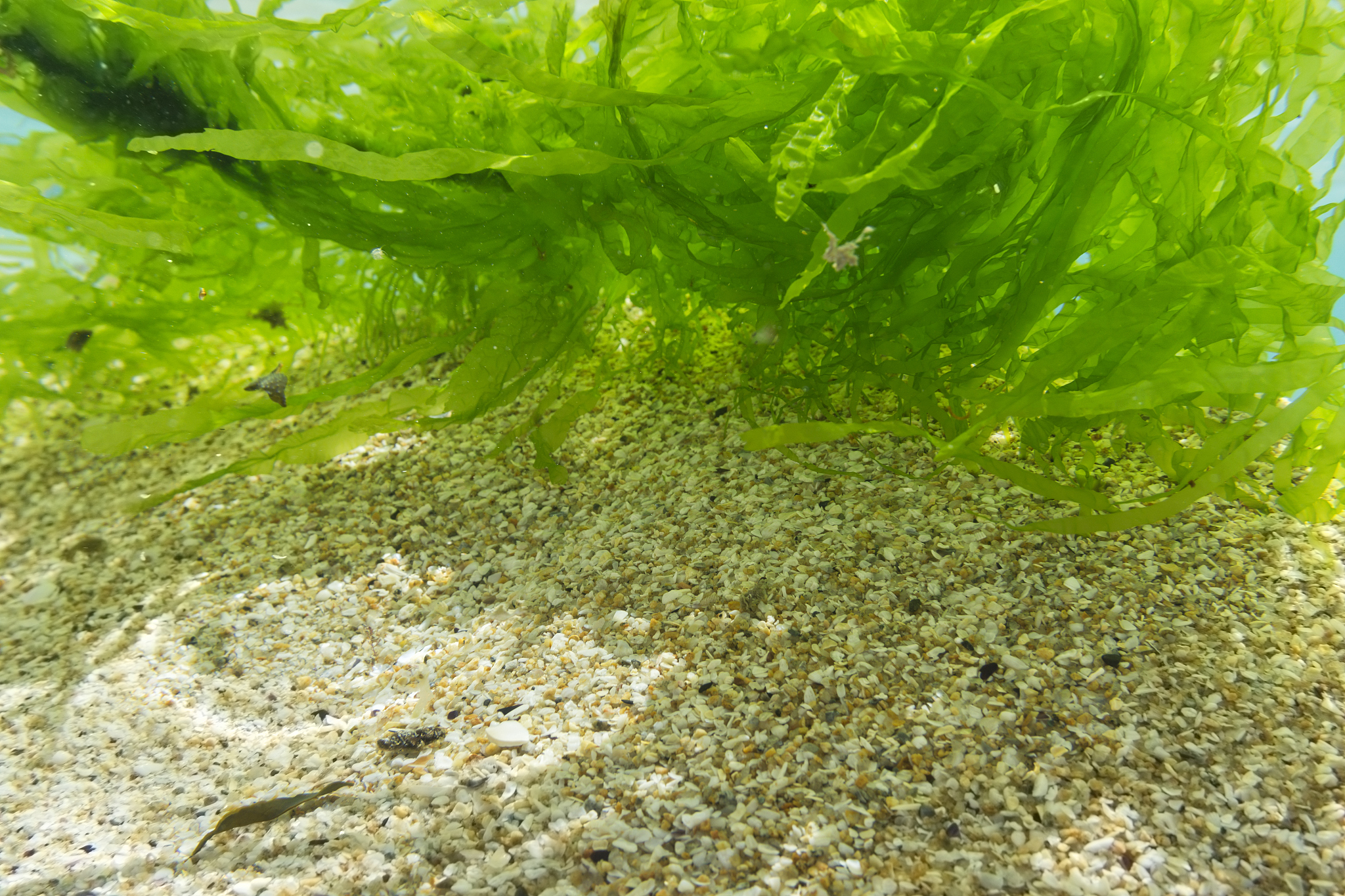 小型浮游植物和硅藻的压舱作用哪个更大