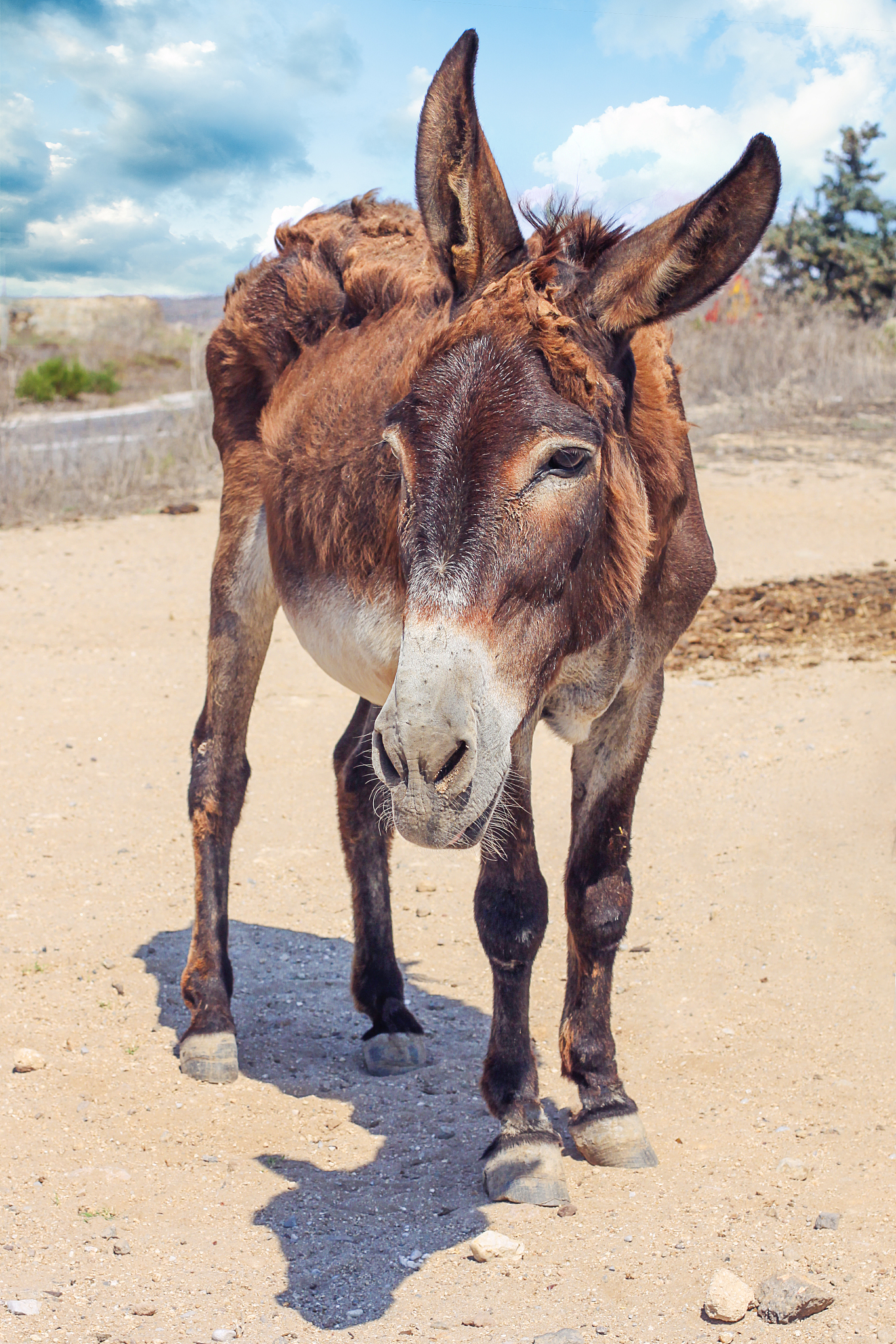 grey donkey in field on blue sky