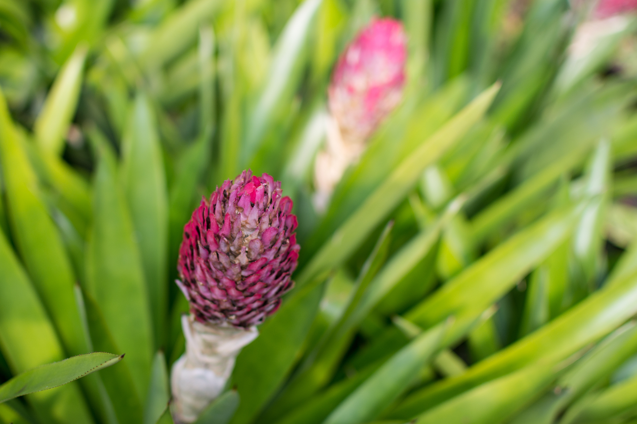 pink flower in the garden
