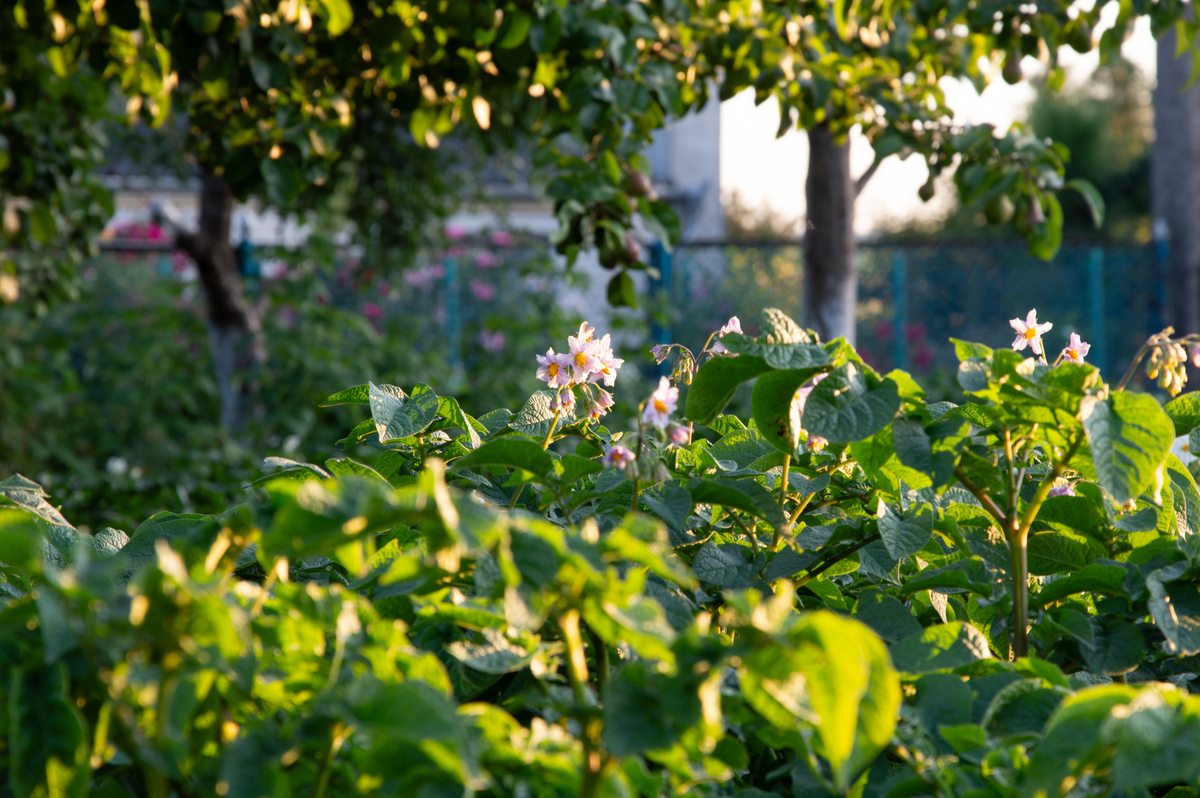 写一遍描写春天的文章