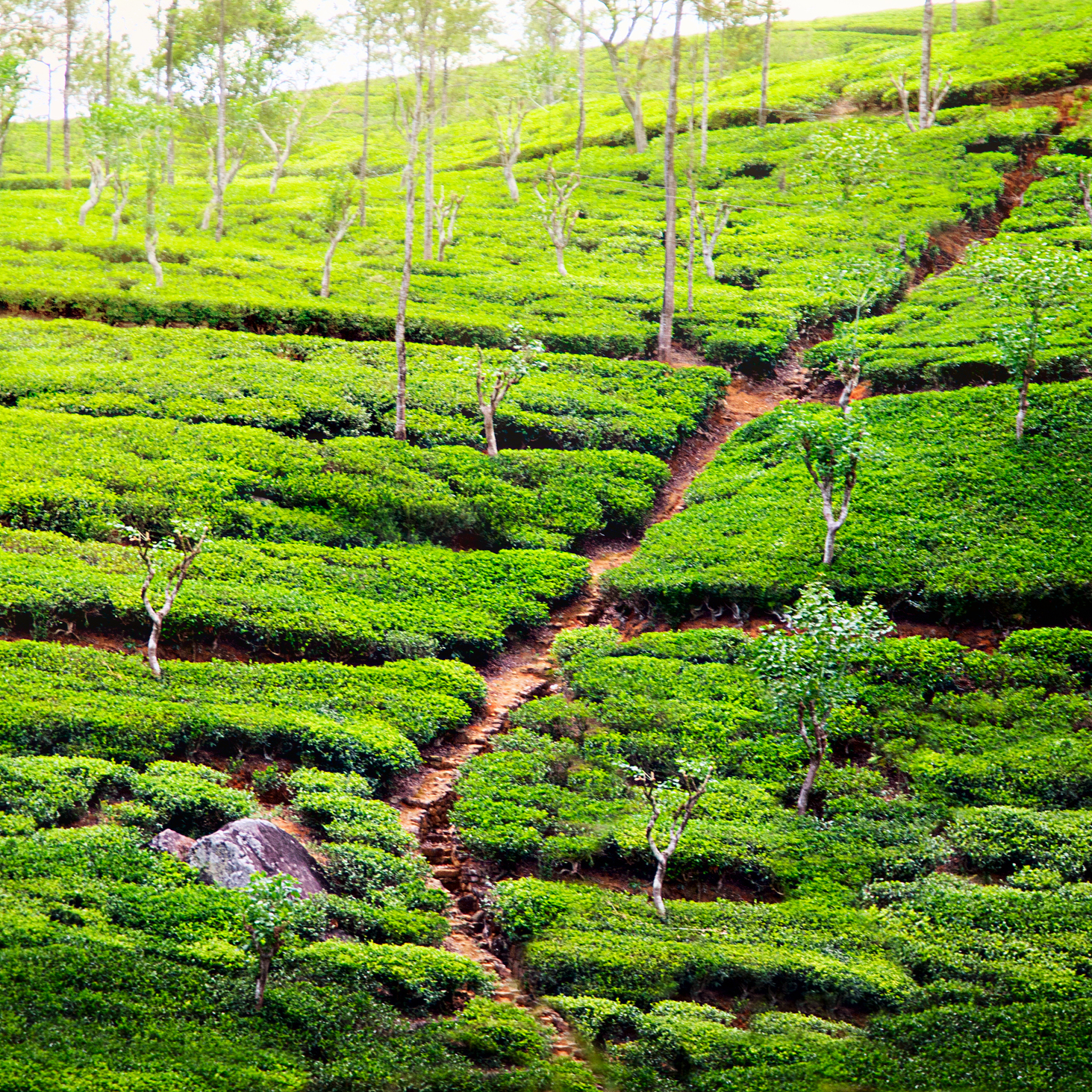 中药园种植方案：从选址到销售的完整指南