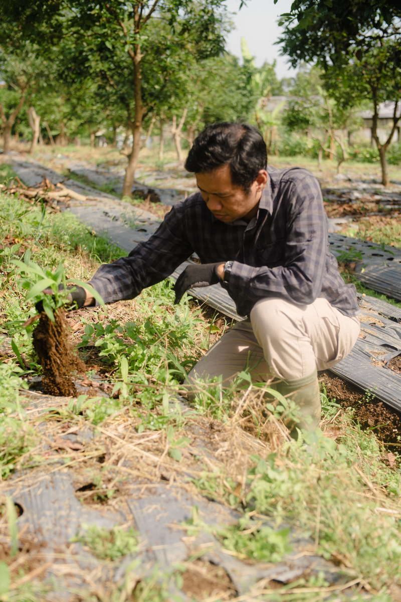 中草药种植技术专业难学吗？主修课程有哪些？