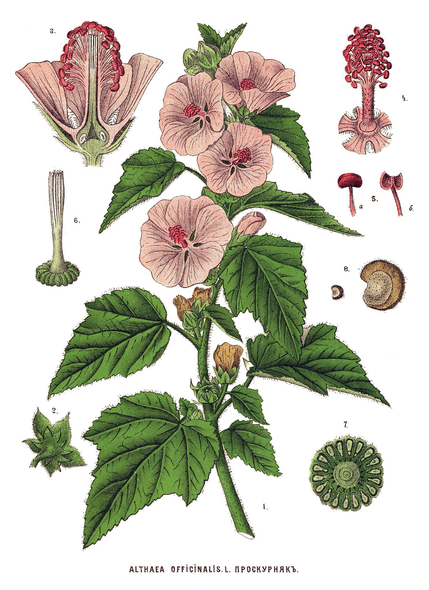 ACTA PHYSIOLOGIAE PLANTARUM: 植物生理学研究的权威期刊