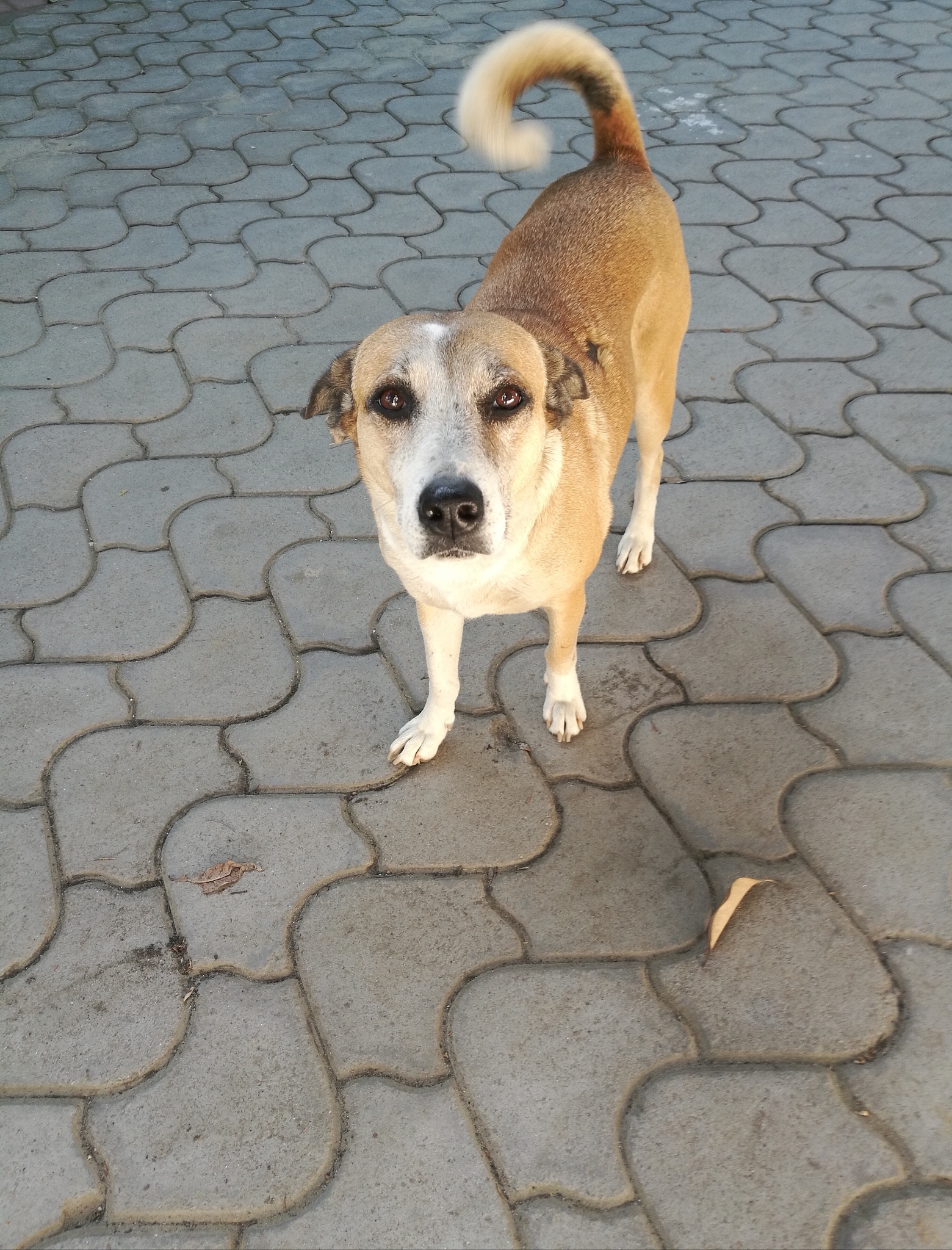 狗吃了蛐蛐会有危险嘛