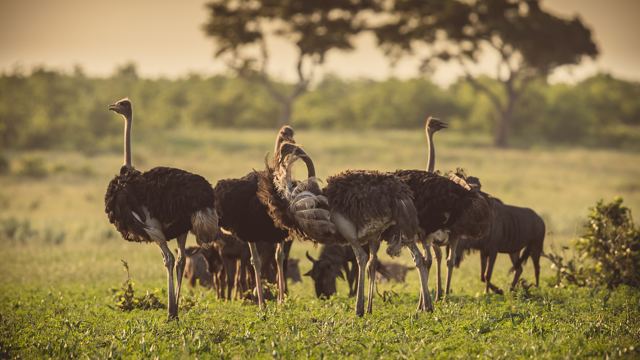 ostrich herd on savanna plain