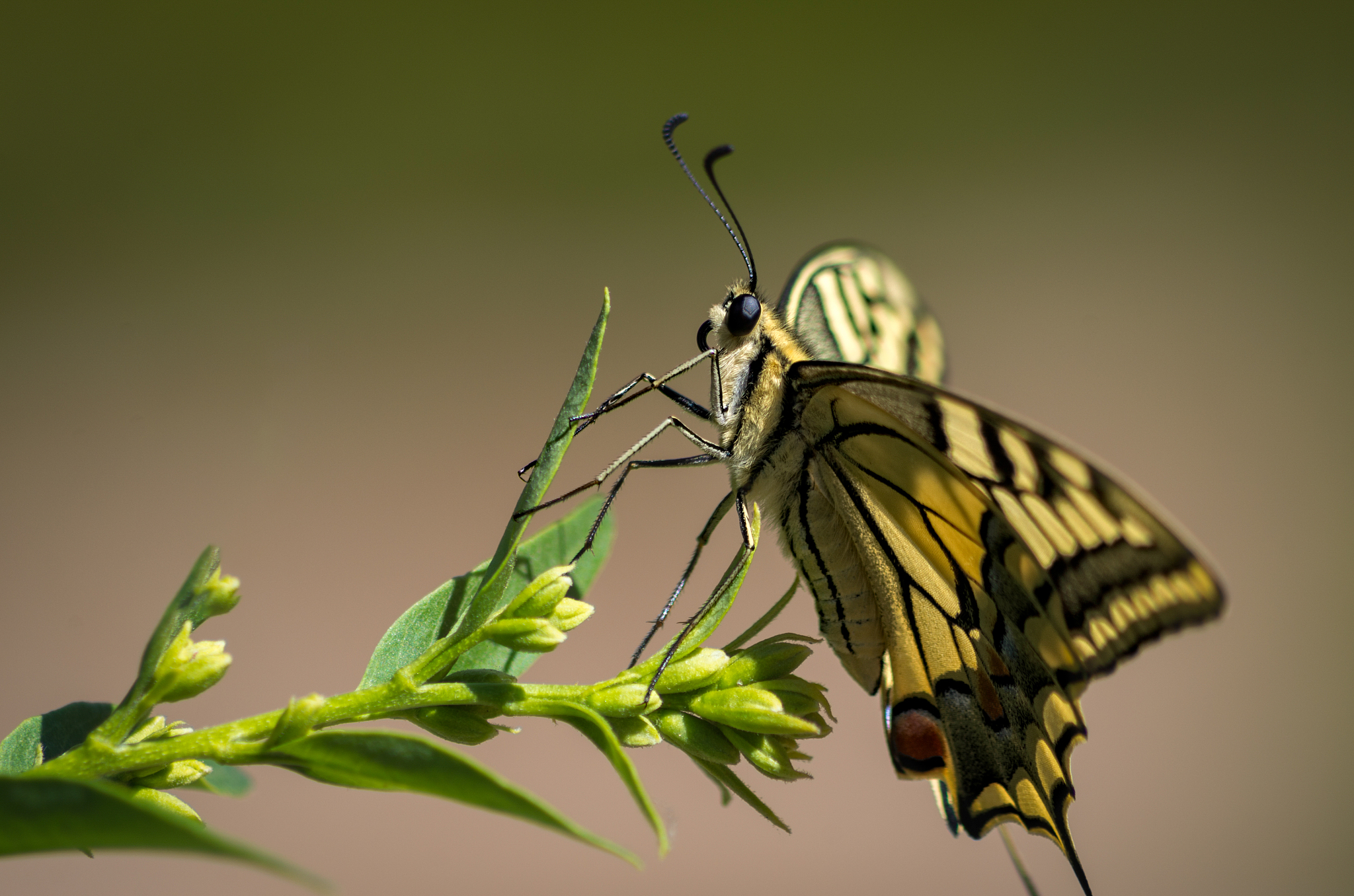butterfly