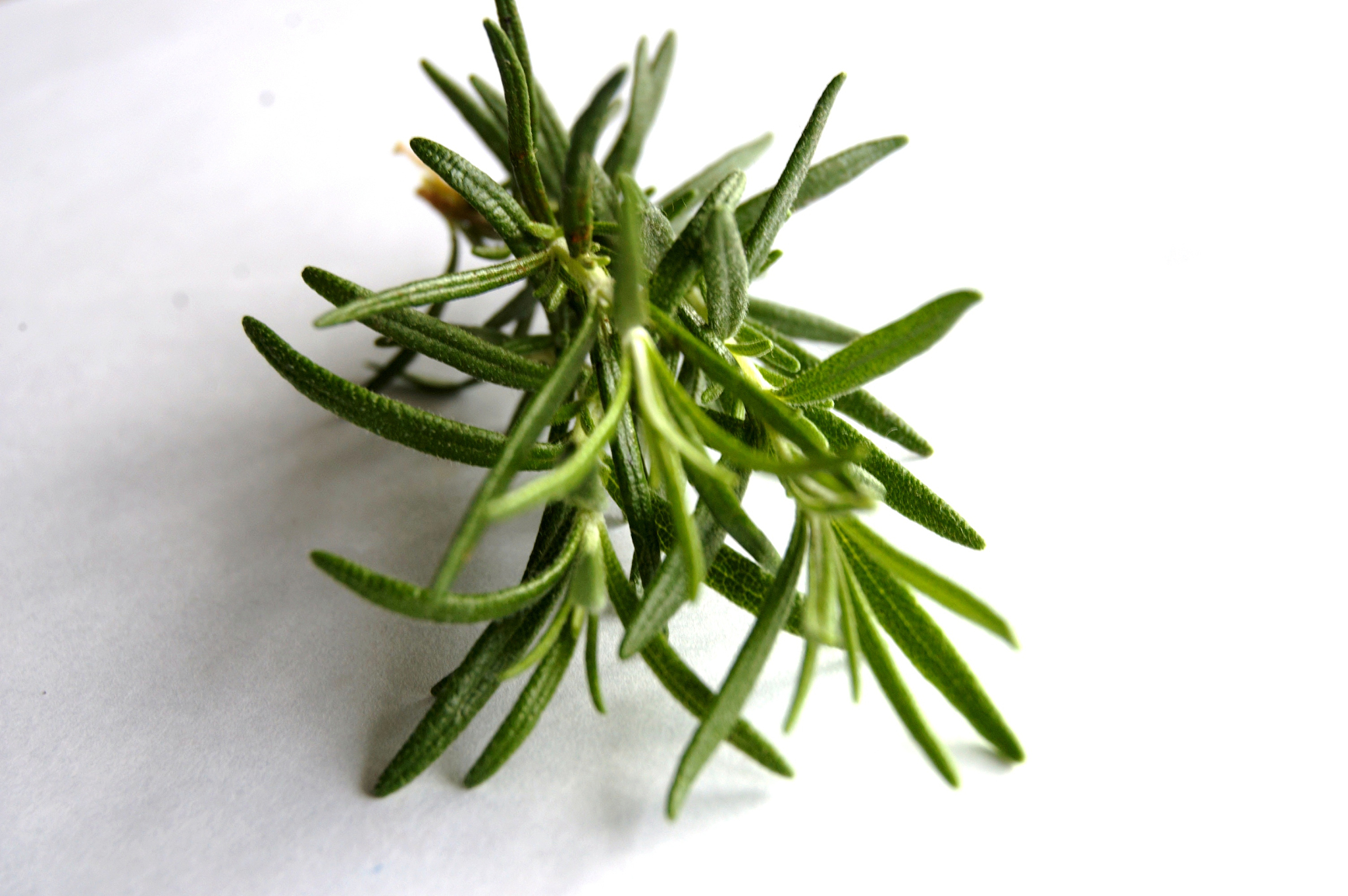 金银花绿原酸提取工艺优化及体外活性研究