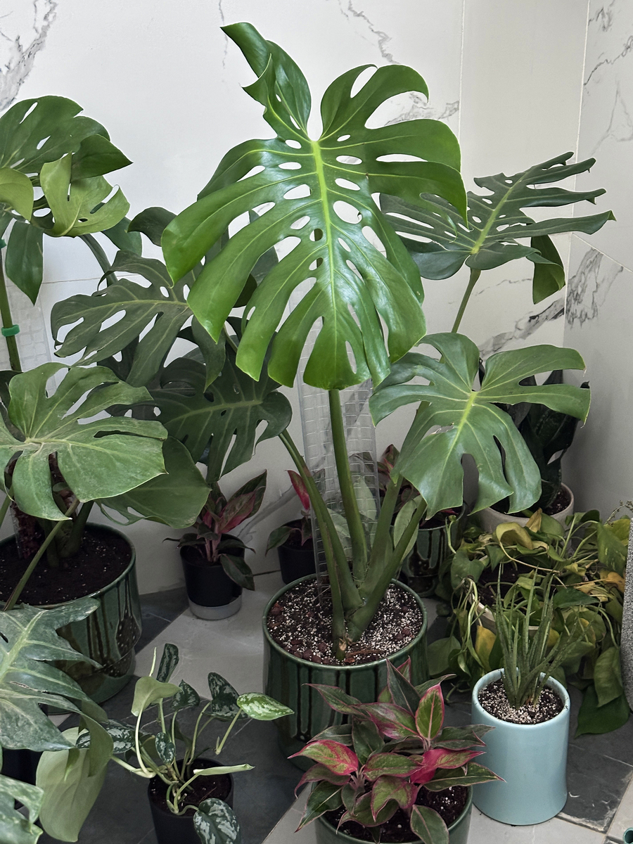 请帮我写1篇650字的博客文章主题是：一帆风顺花怎么养