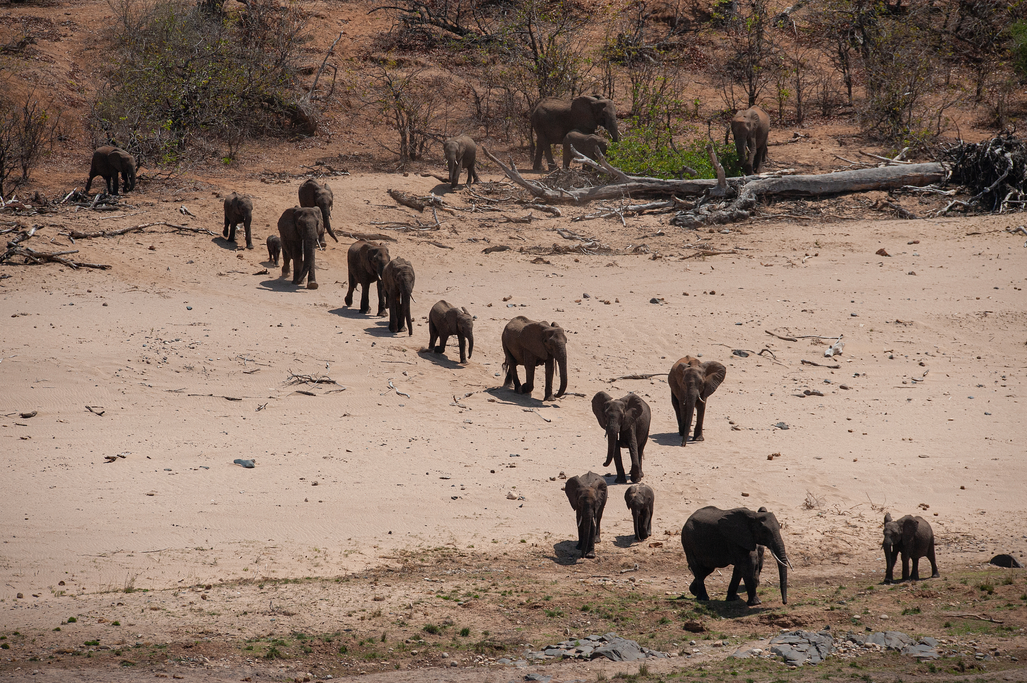 african elephant herd