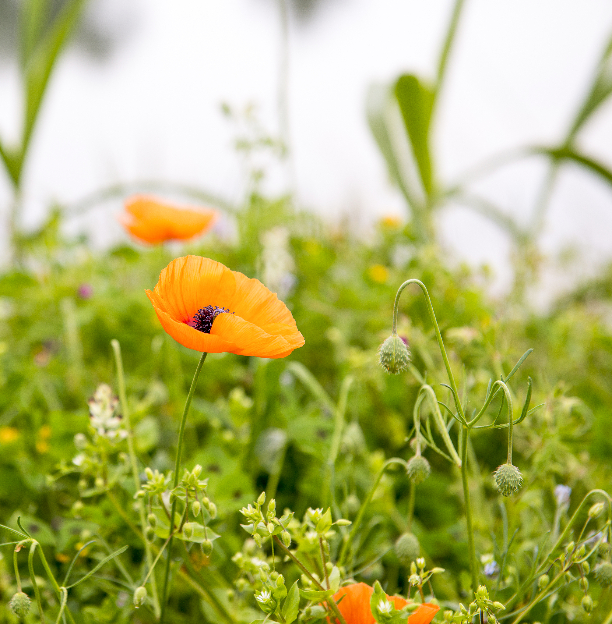 探究光对植物生长的影响实验