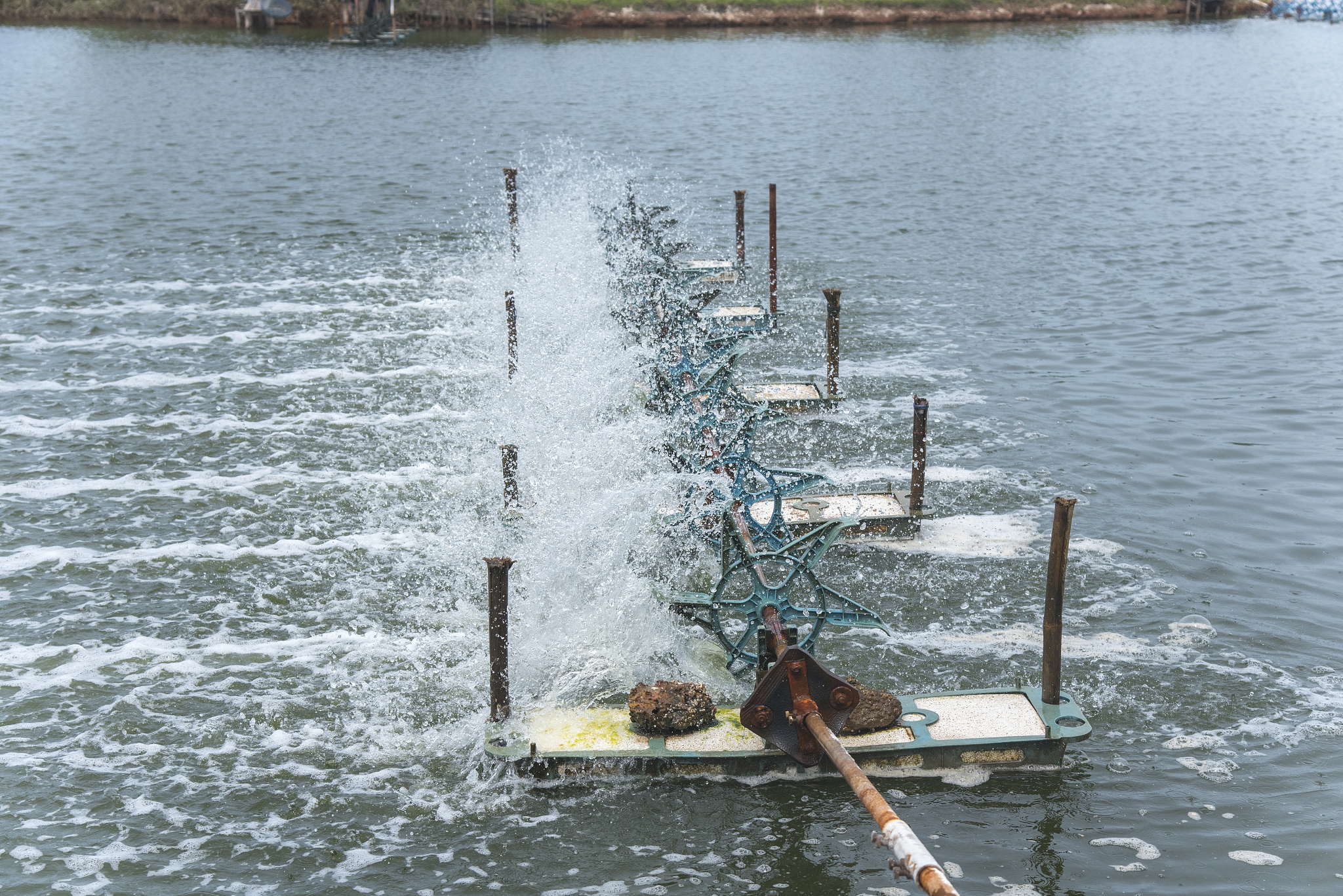 shrimp farms