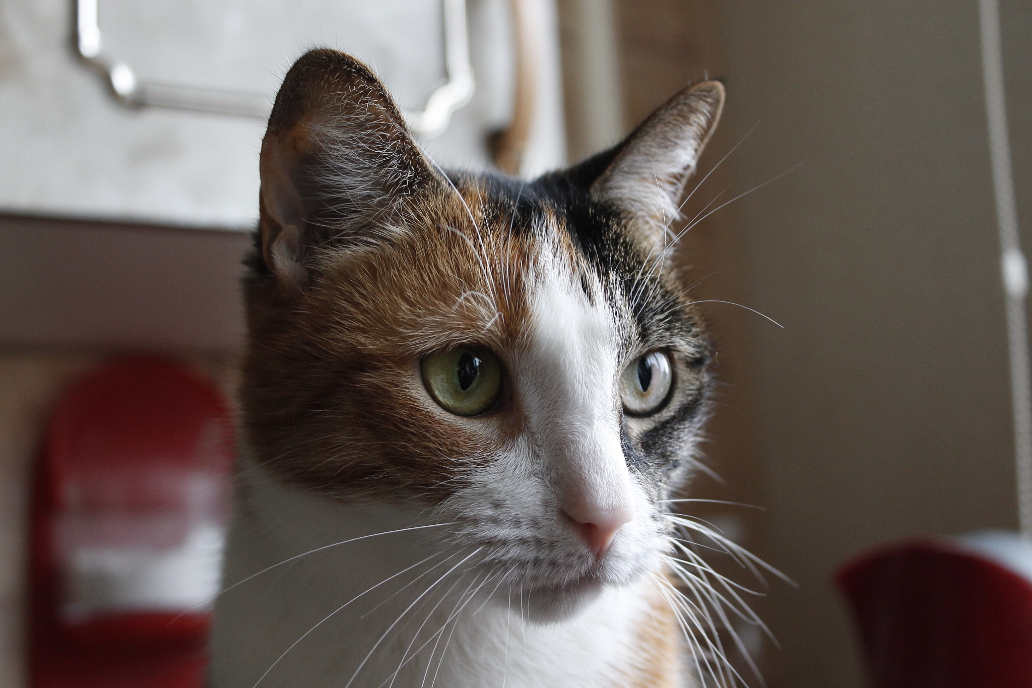 close-up portrait of cat