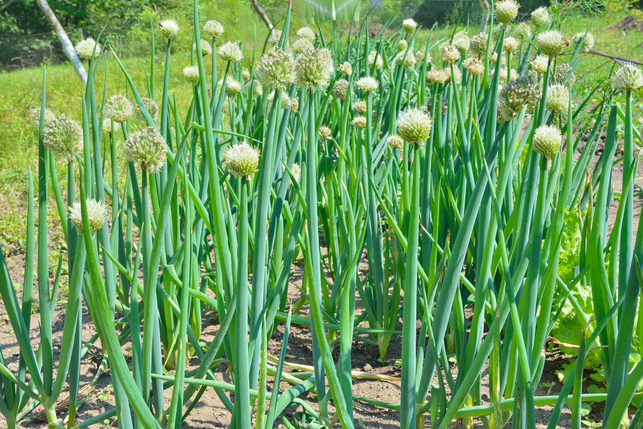 blooming spring onions