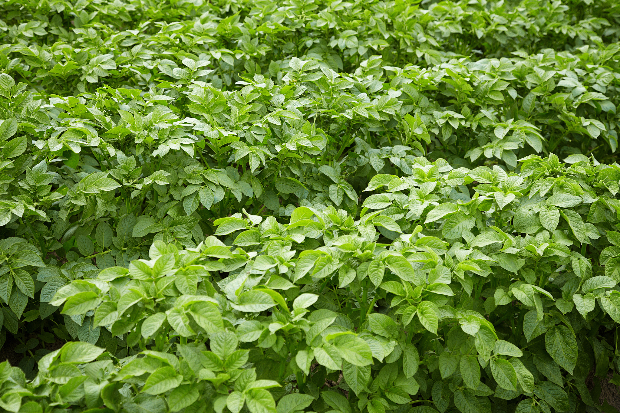 potato tops