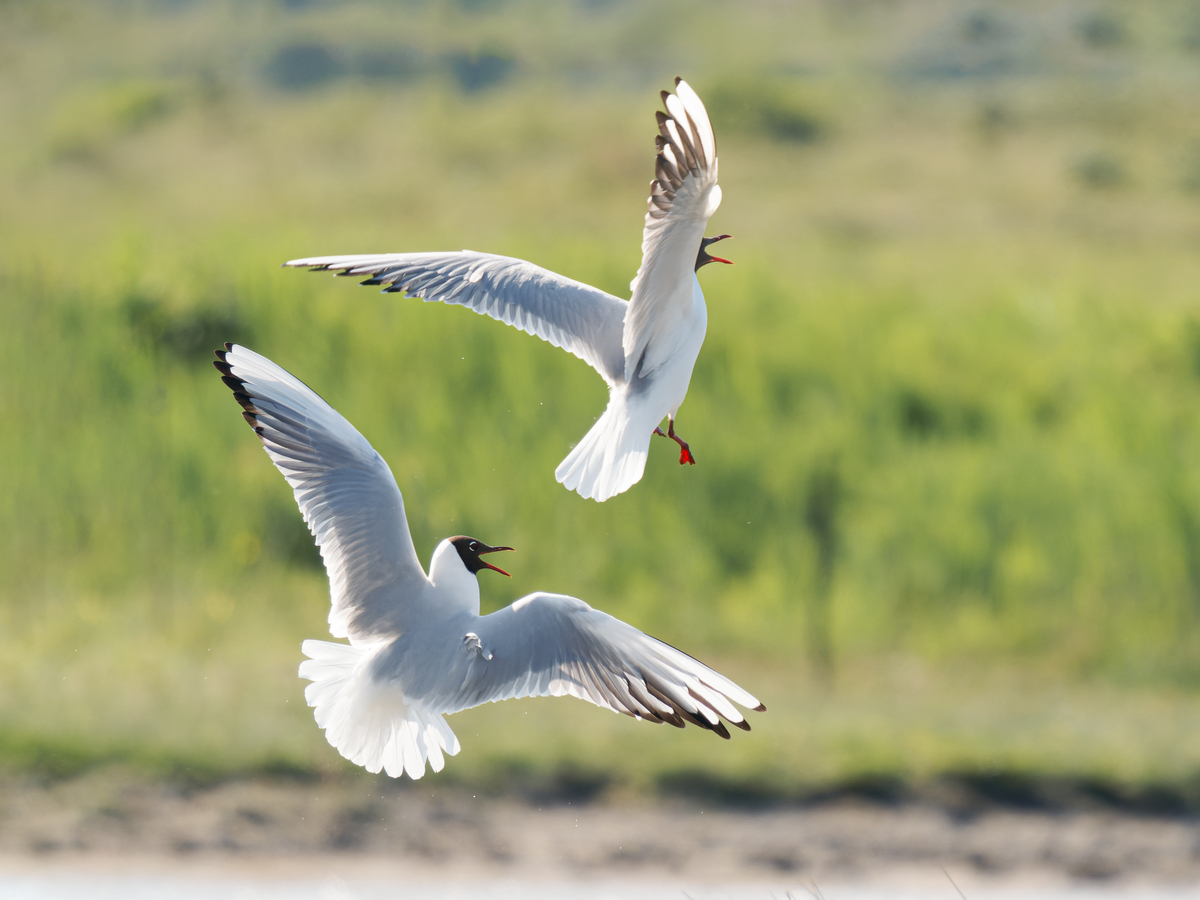JOURNAL OF APPLIED ANIMAL RESEARCH期刊研究范围及发表方向
