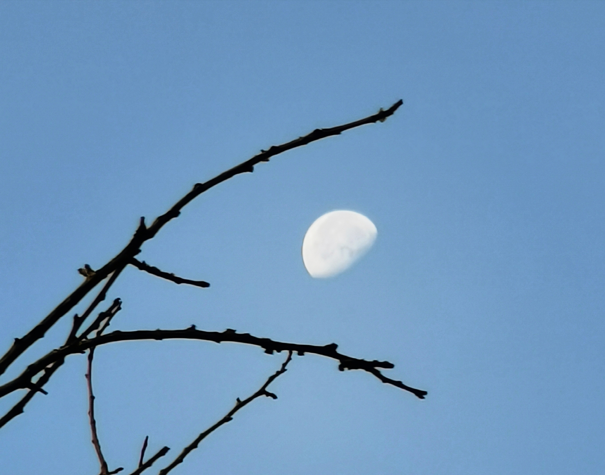 寒林空见日斜时，斜月三更门关开，指什么生肖？